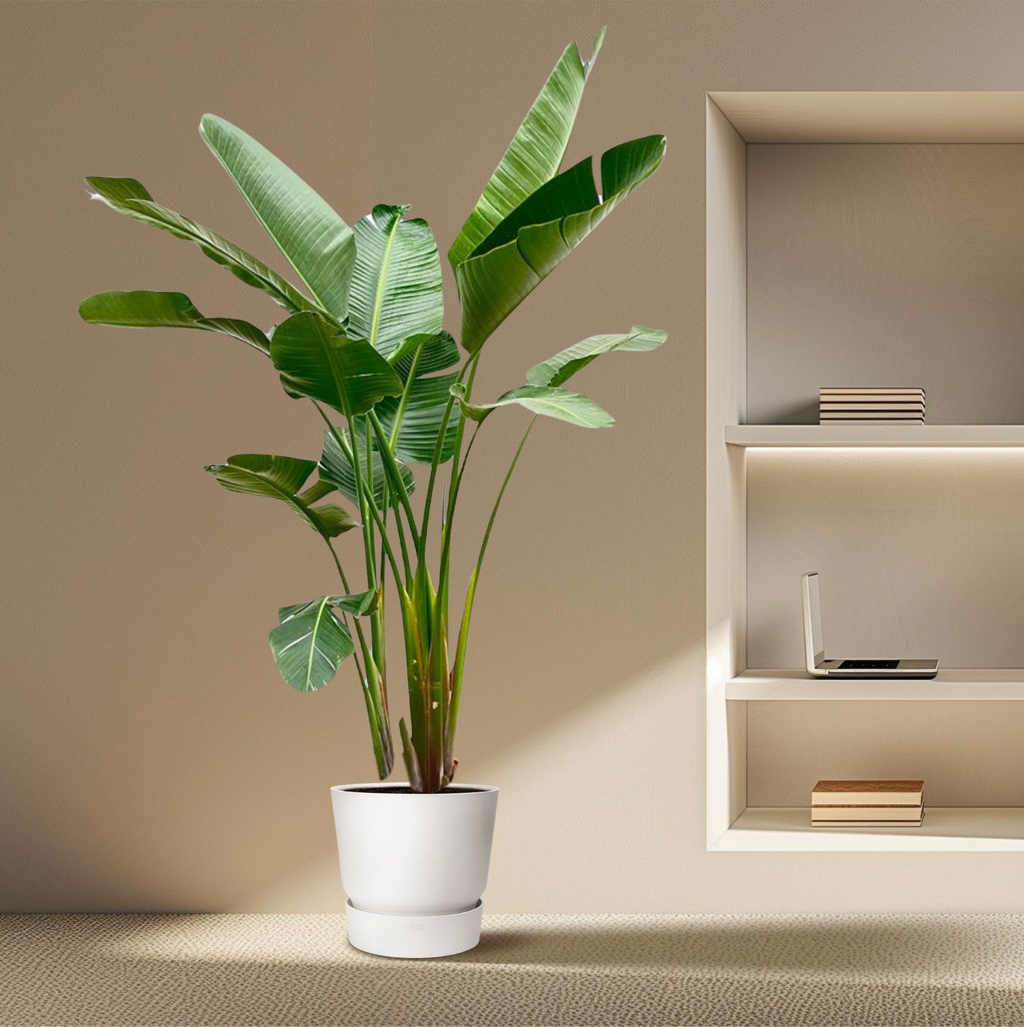 Strelitzia Augusta de luxe XXL – 250 cm, ø38 cm