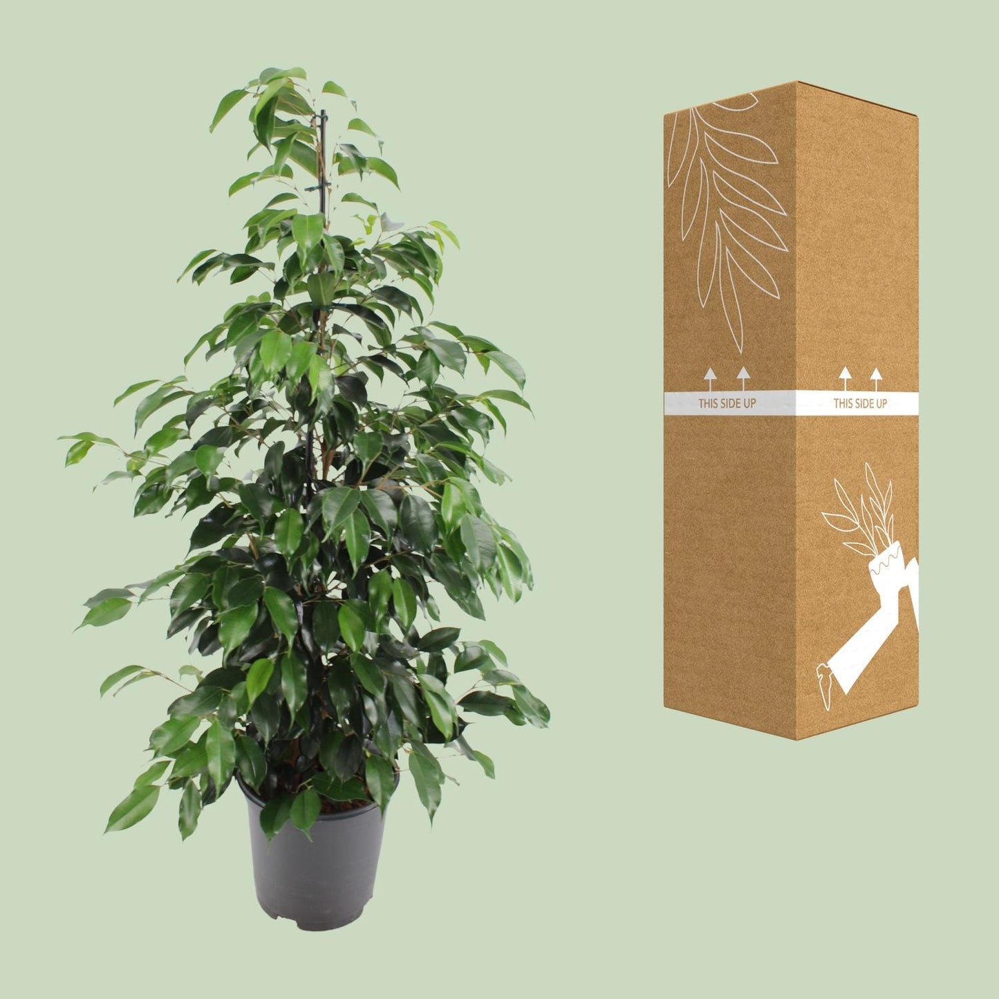 Ficus benjamina Danielle – Pflegeleichte Zimmerpflanze Ø21cm