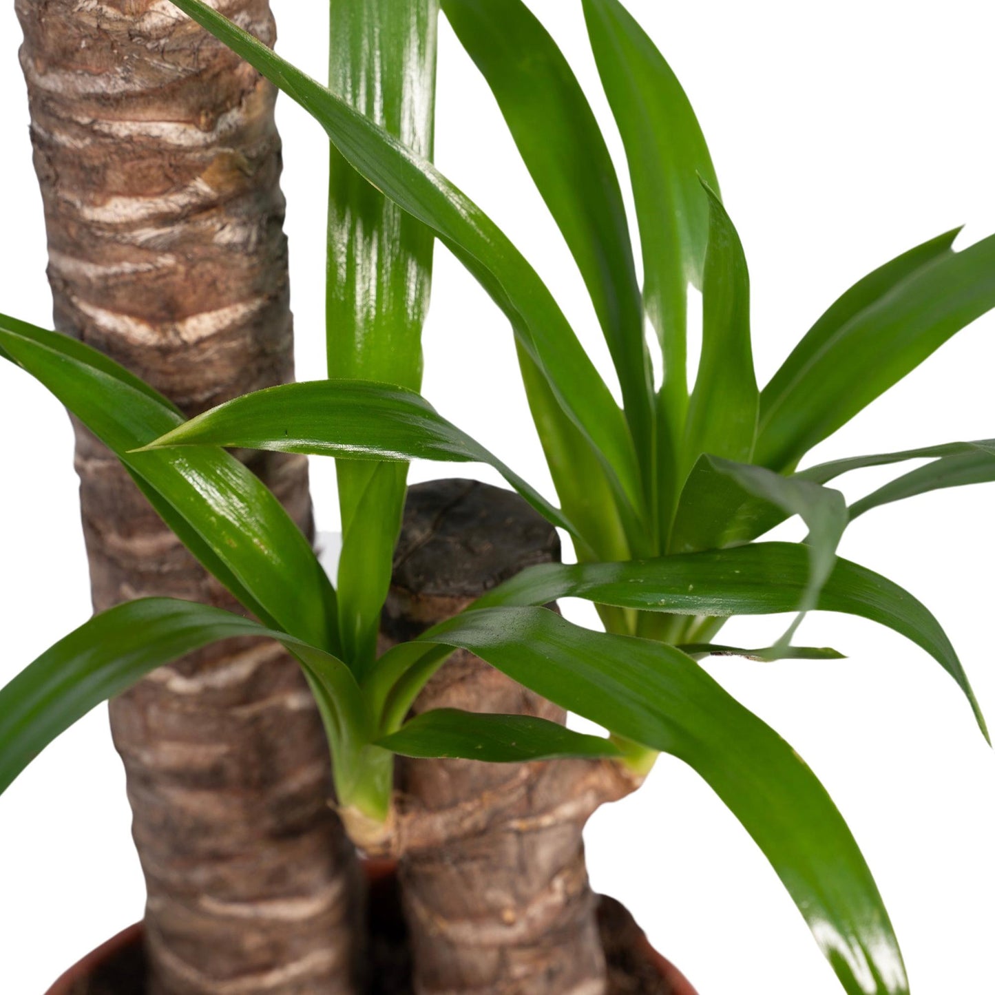 Yucca Elephantipes – Pflegeleichte XXL-Zimmerpflanze Ø17cm