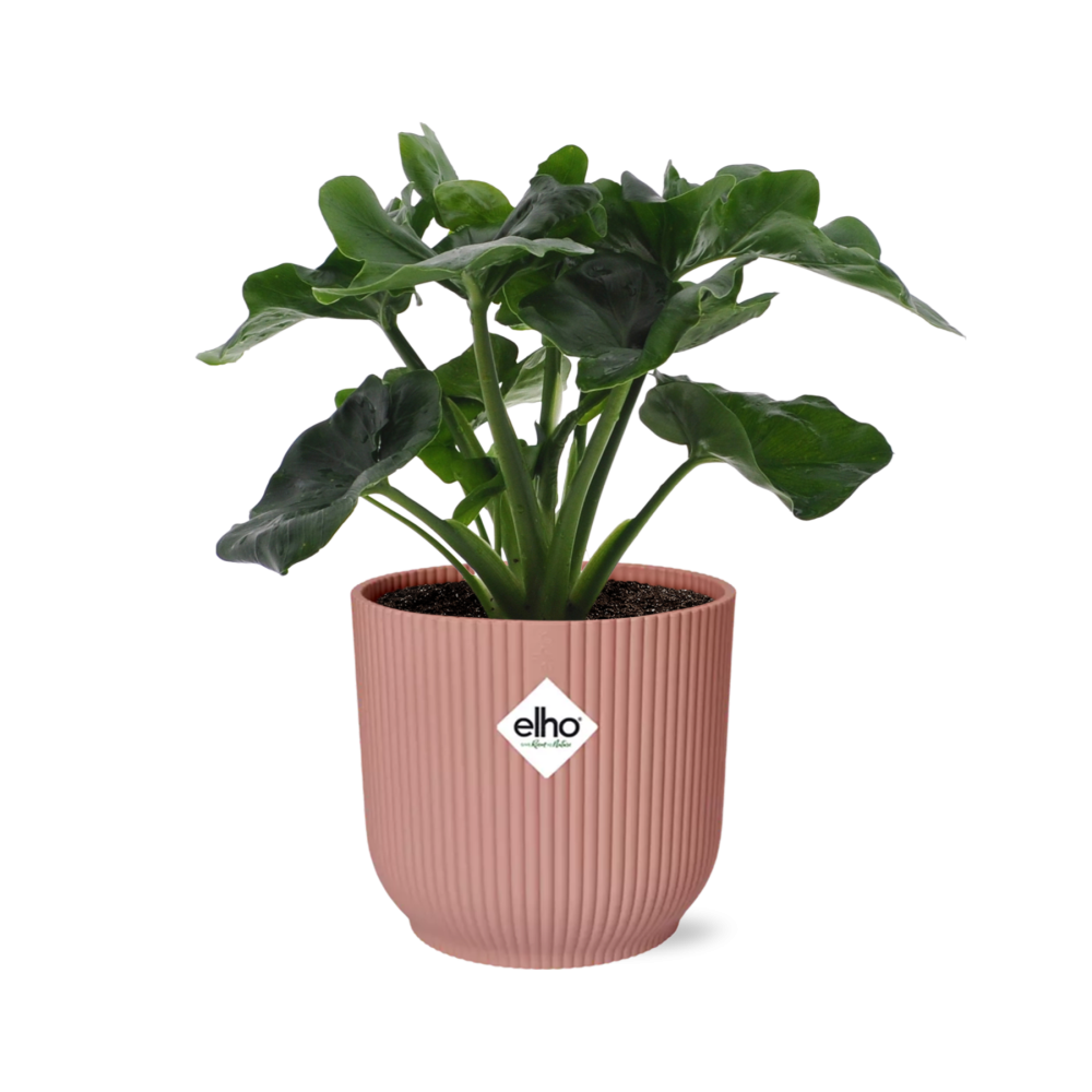 Philodendron Atom im ELHO Vibes Fold 14cm Topf rosa