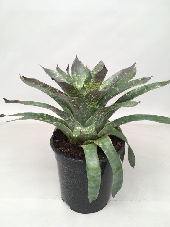 Vriesea Nova - Exotische Zimmerpflanze Ø19cm, 35cm hoch