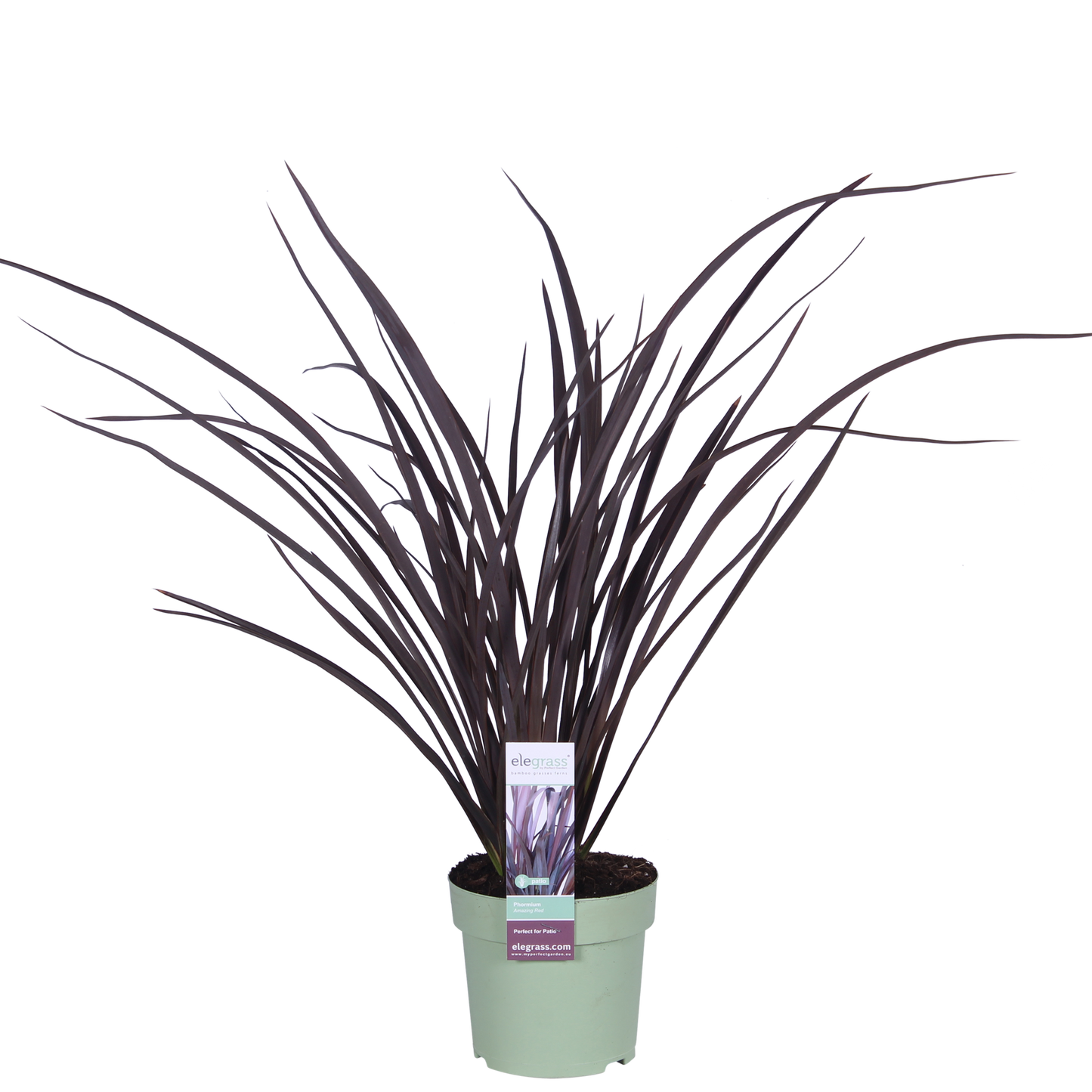 Phormium 'Rubra Nana' – Robuste Klumpenpflanze Ø14cm