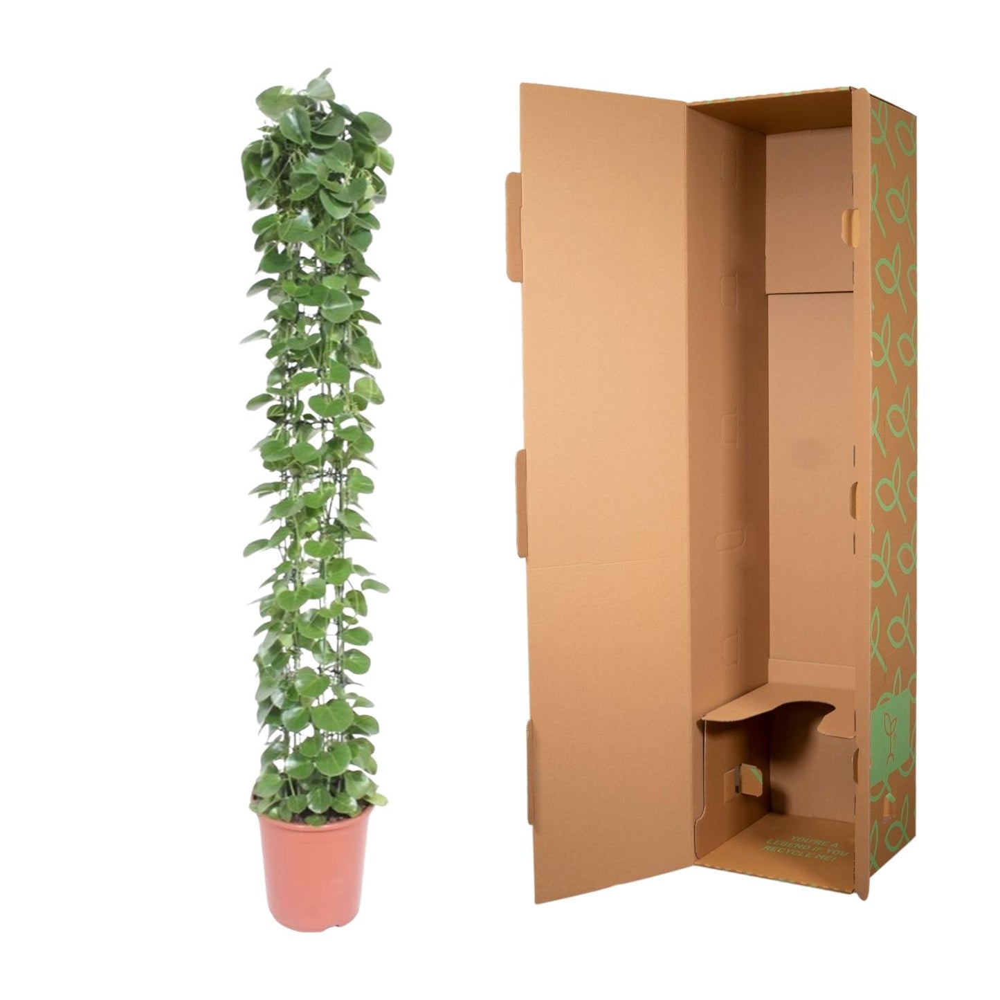 Cissus rotundifolia Gaasrek – Kletterpflanze 160 cm