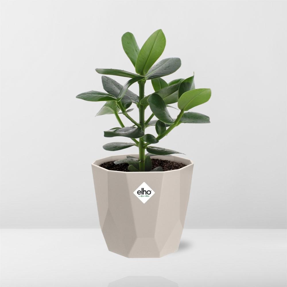 Clusia Princess – Autographenbaum in ELHO b.for rock 14 cm warm grey