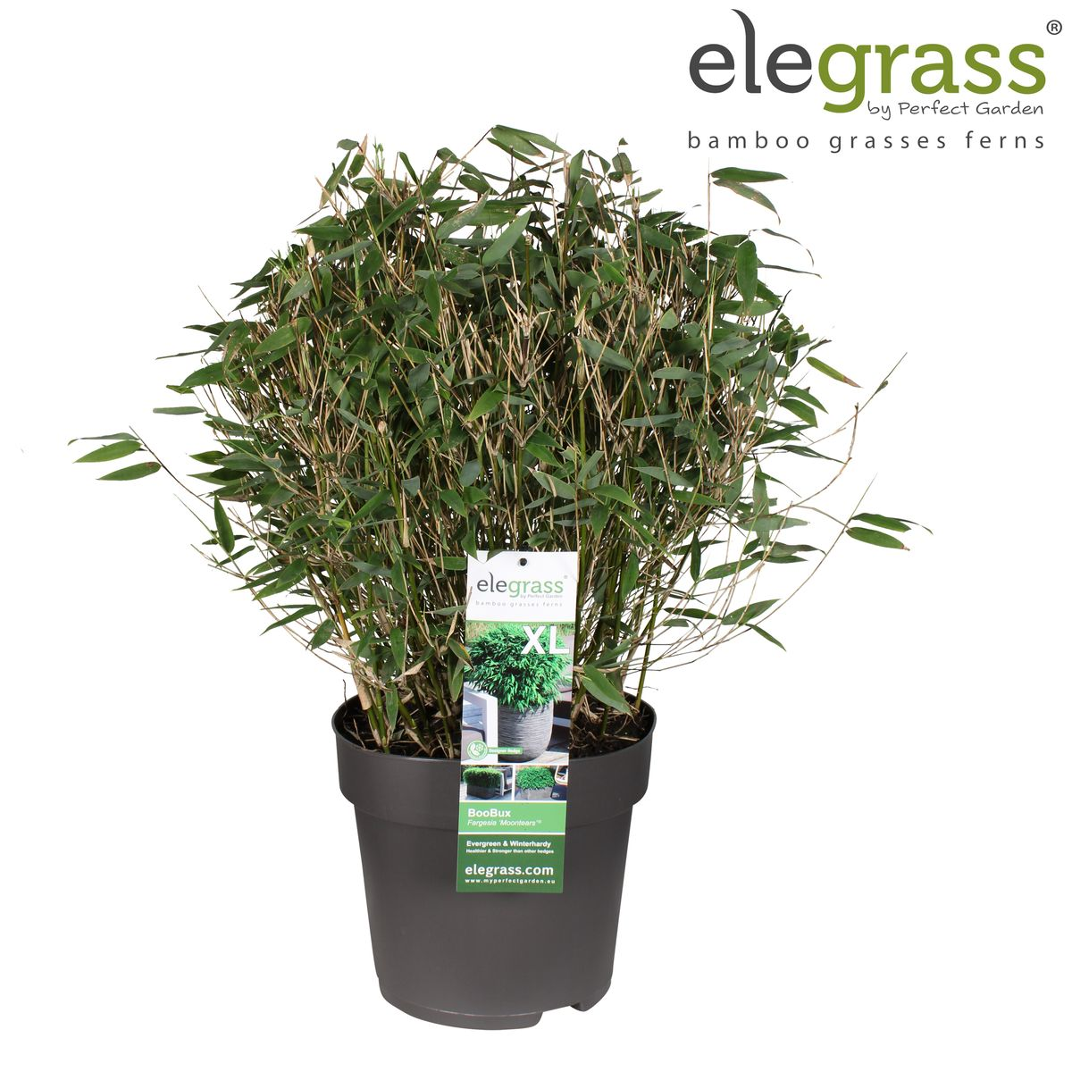 Fargesia 'Moontears'® Boobux – Immergrüner Bambus Ø29cm, 70cm hoch