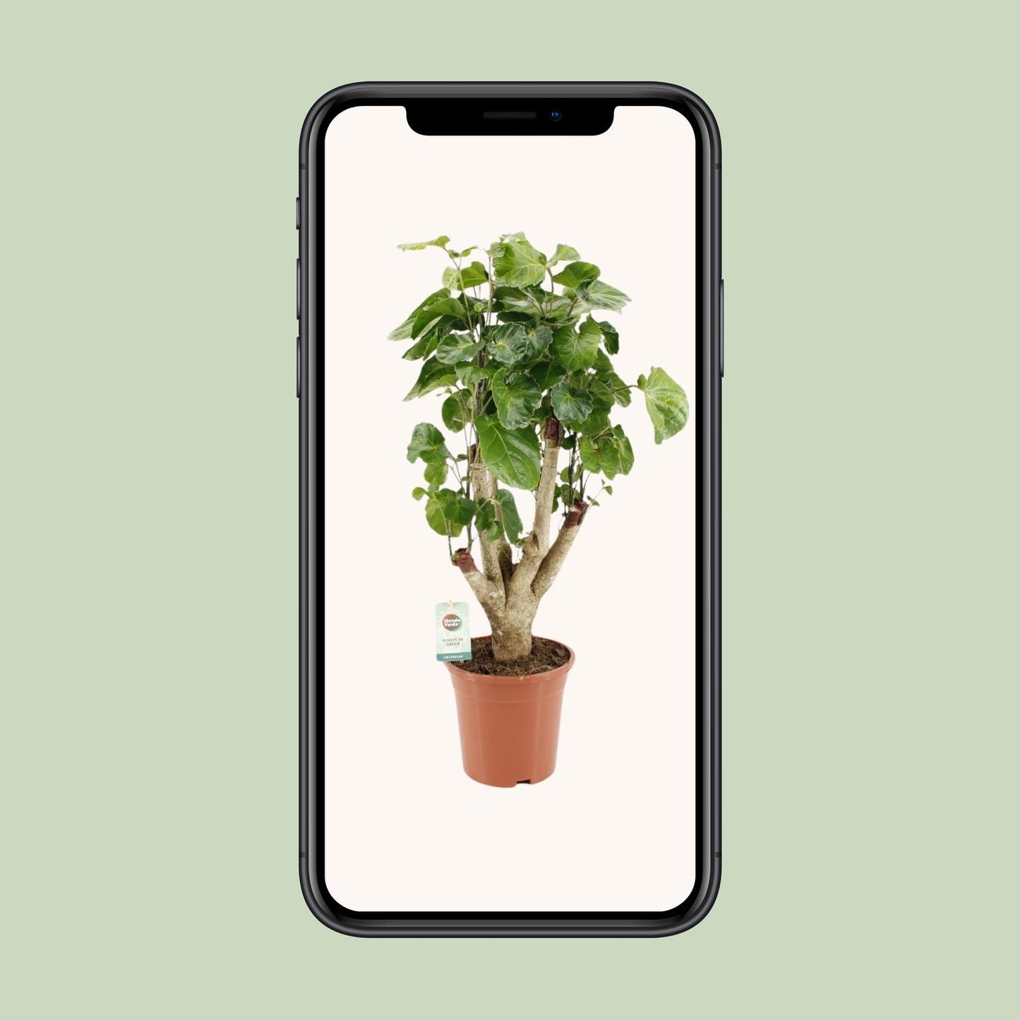 Polyscias Lemon – Pflegeleichte Zimmerpflanze Ø17cm, 65cm hoch