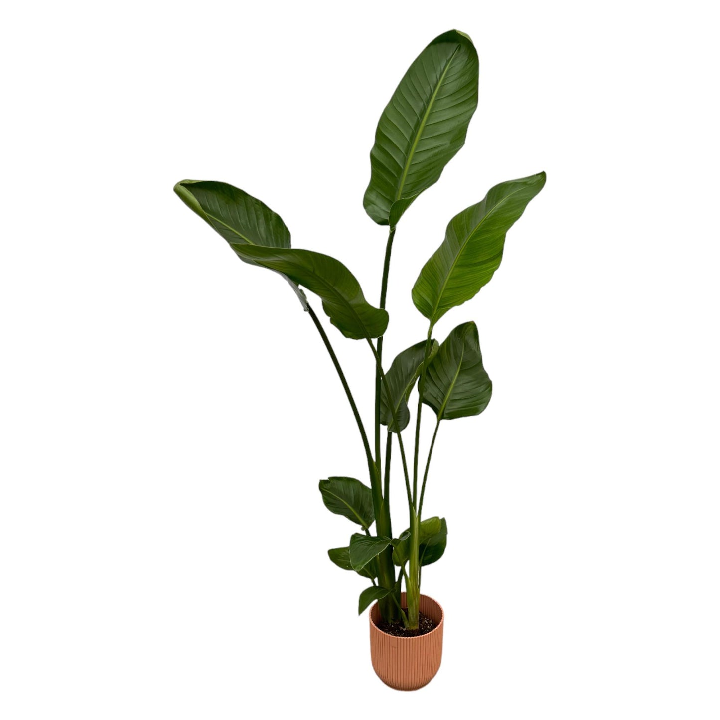 Strelitzia Nicolai mit elho Vibes Fold Round Topf rosa – 100 cm
