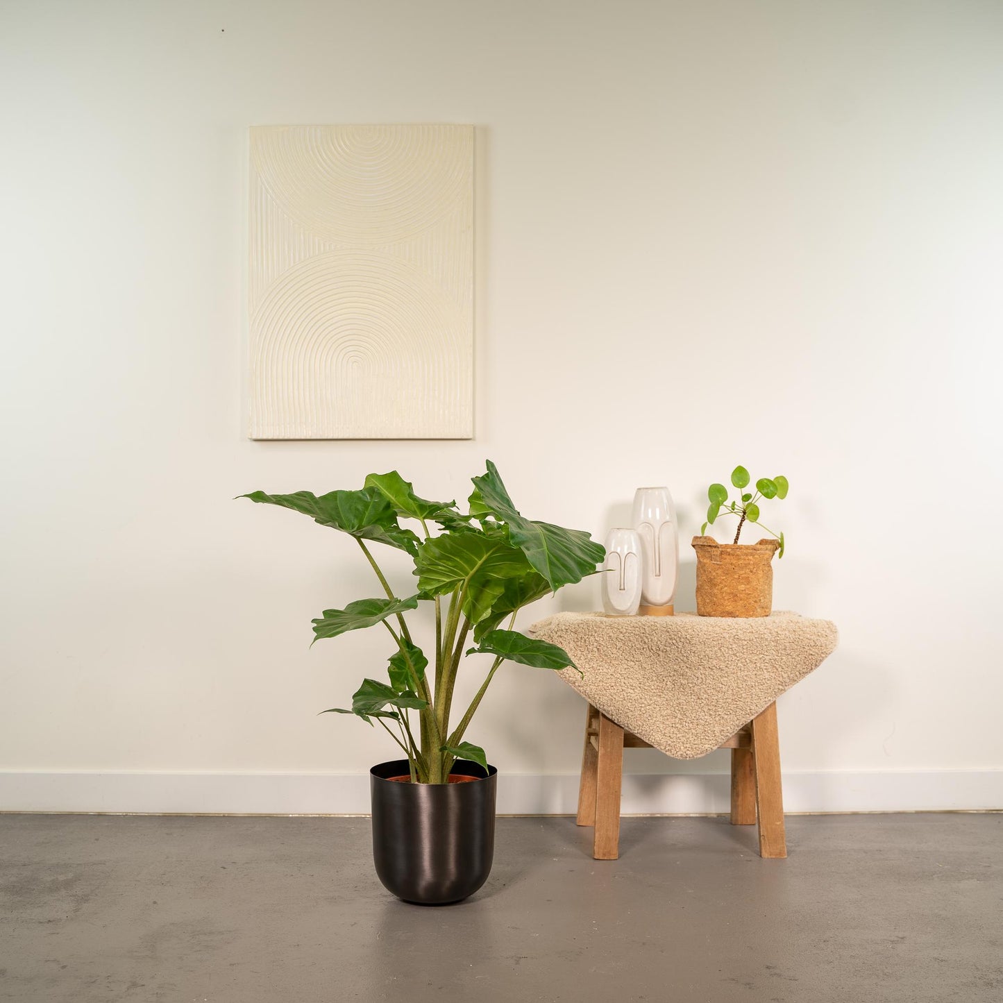 Alocasia Portodora – Elefantenohr Pflanze Ø21cm, 80cm hoch mit Topf Mayk Lead
