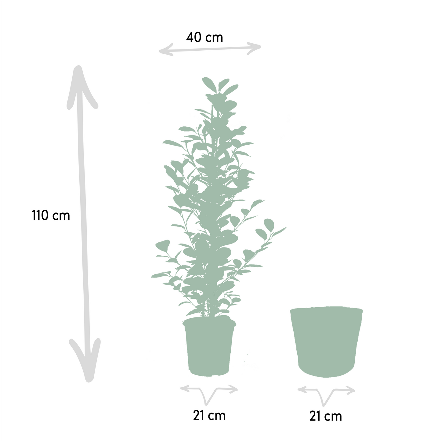 Ficus Trio Set mit Korb – Ø21cm, ca. 95cm Höhe