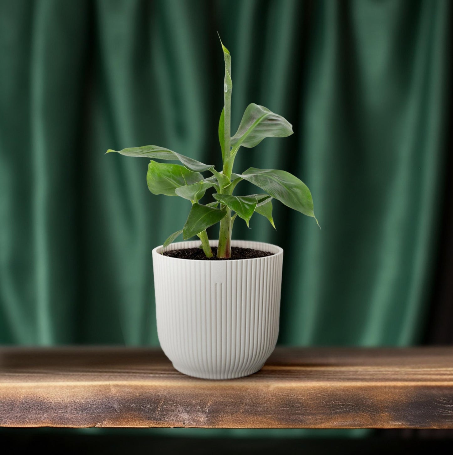 Musa Tropicana Zimmer-Bananenbaum Ø12cm, 27cm hoch