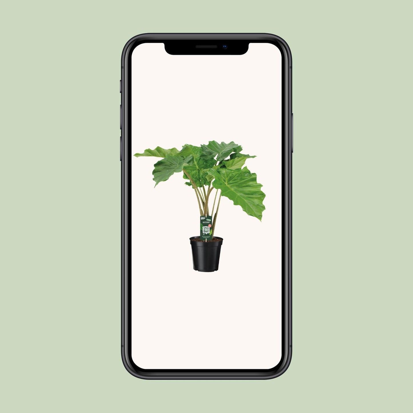 Alocasia Portodora – Stylische XXL-Zimmerpflanze Ø21cm