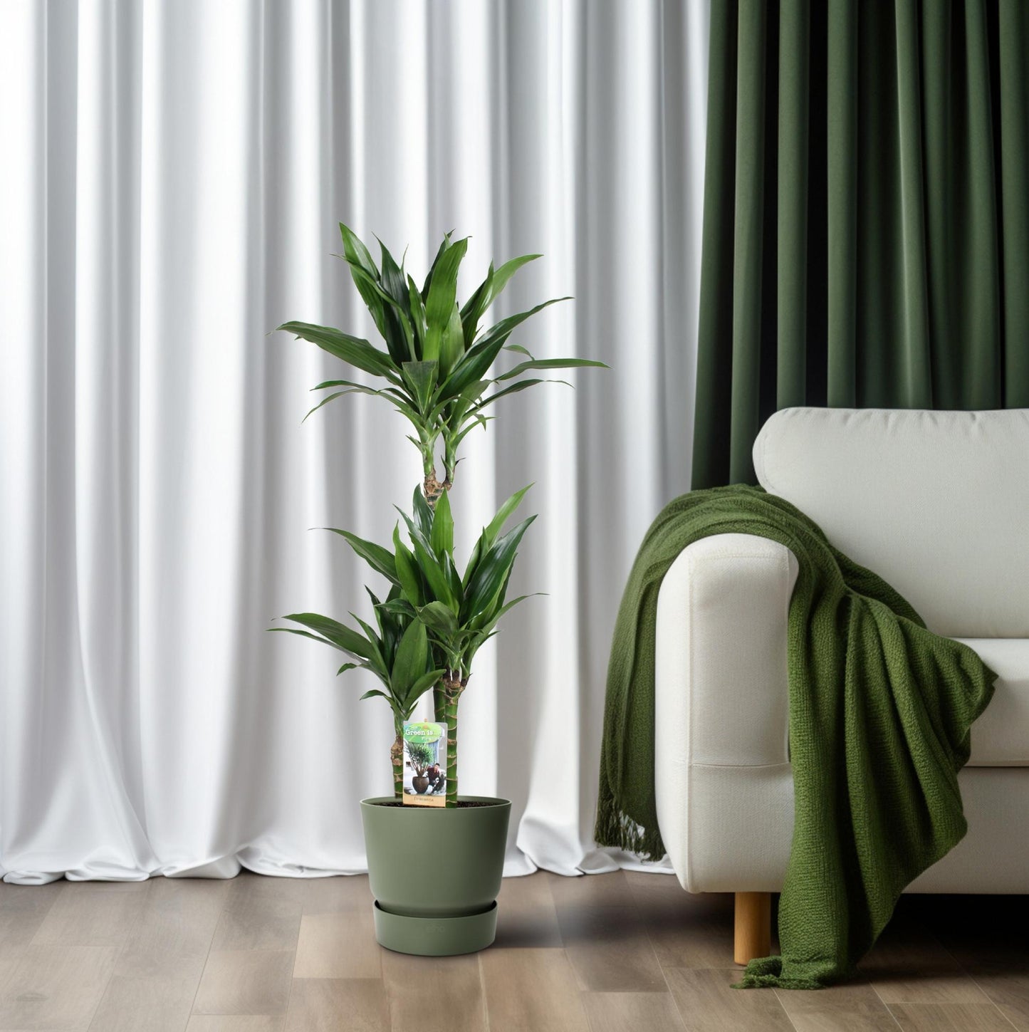 Dracaena Janet Craig – Pflegeleichter Drachenbaum Ø21cm, 100cm hoch