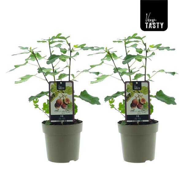 Ficus Brown Turkey – 2er-Set Ø15cm, ca. 40cm Höhe