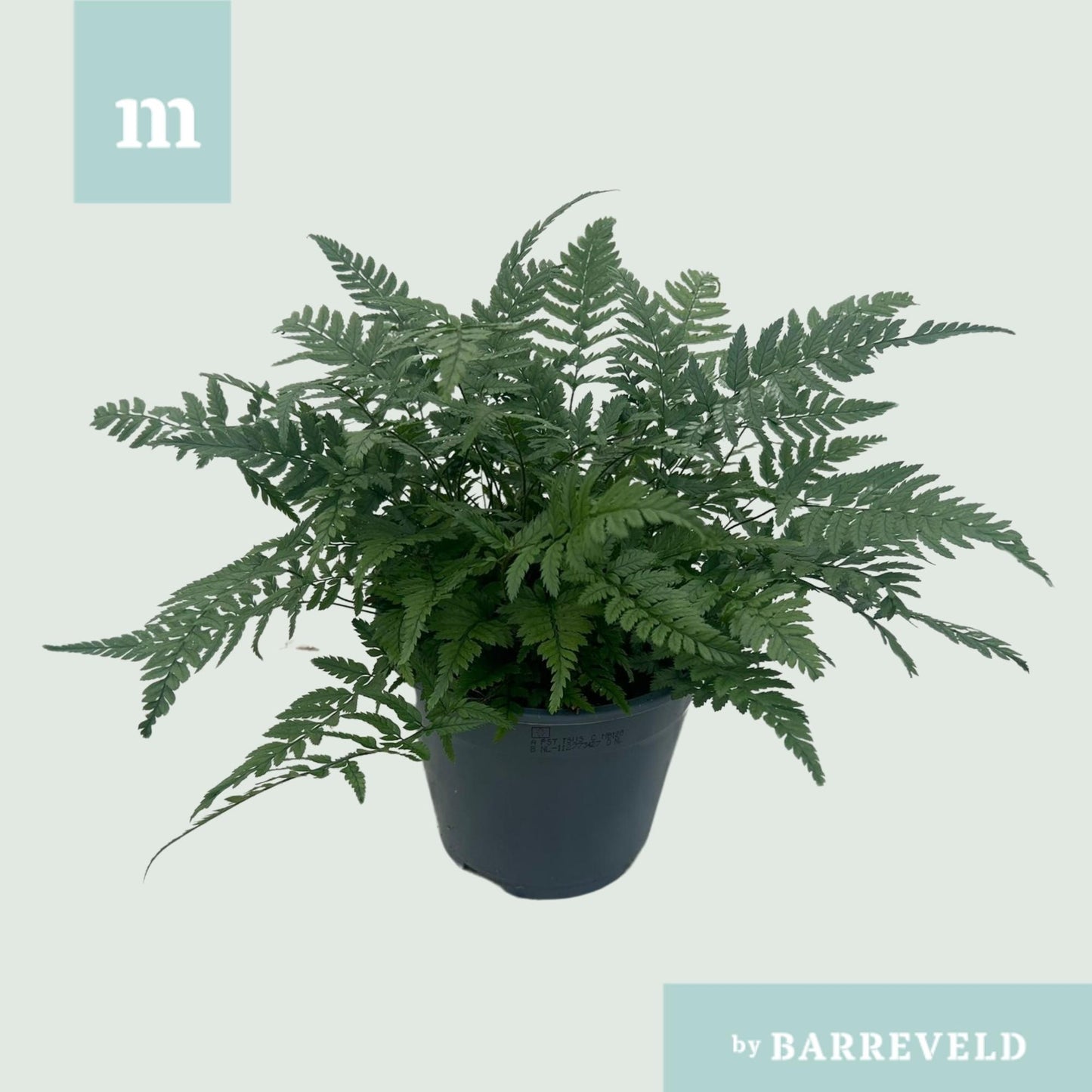 Polystichum Tsussimense 'Korean Rock Fern' – Pflegeleichter Tüpfelfarn 14cm