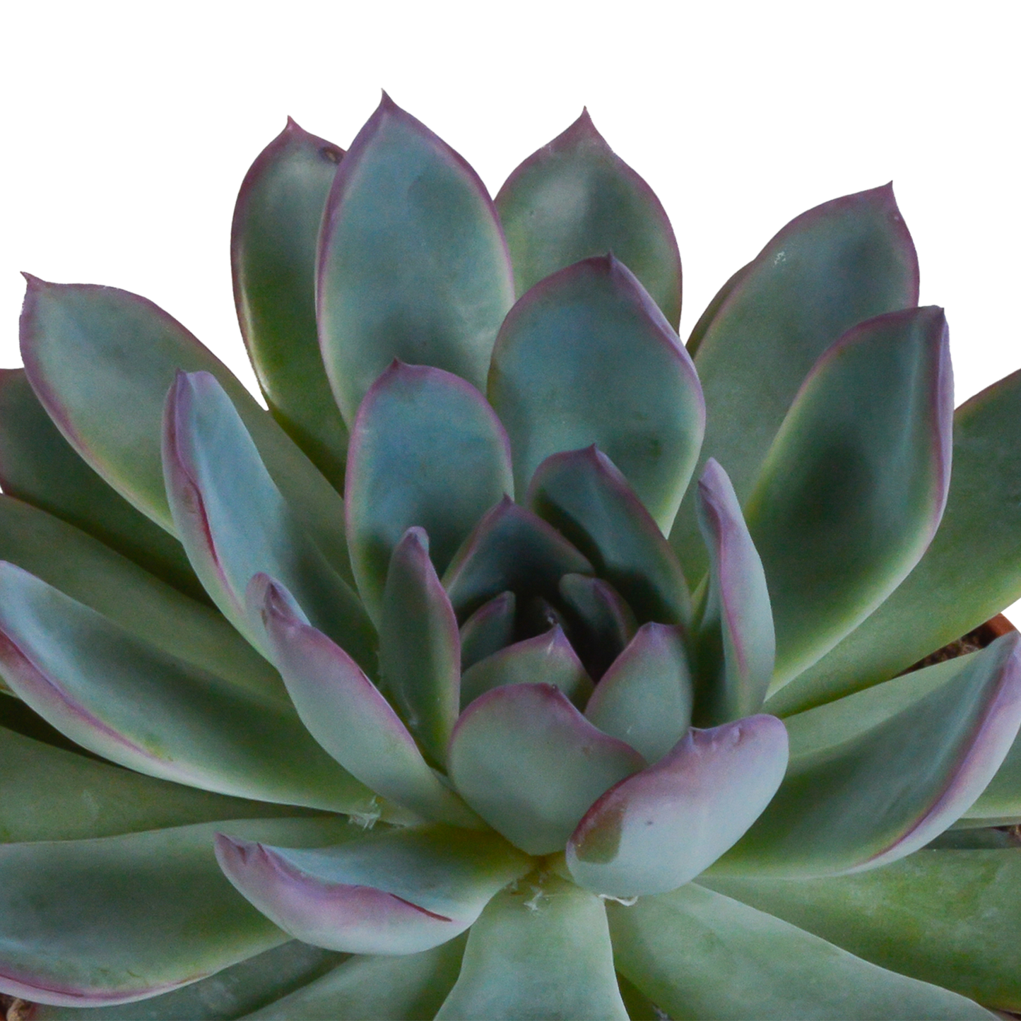 Echeveria-Mischung 3er Set im handbemalten Mexiko-Topf