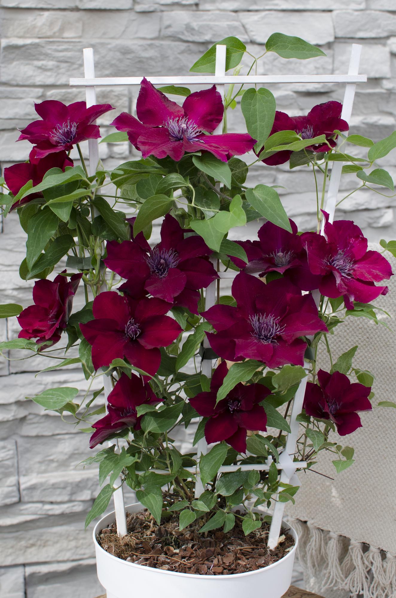 Clematis Nubia – Rote Blütenpracht für Sommer und Herbst