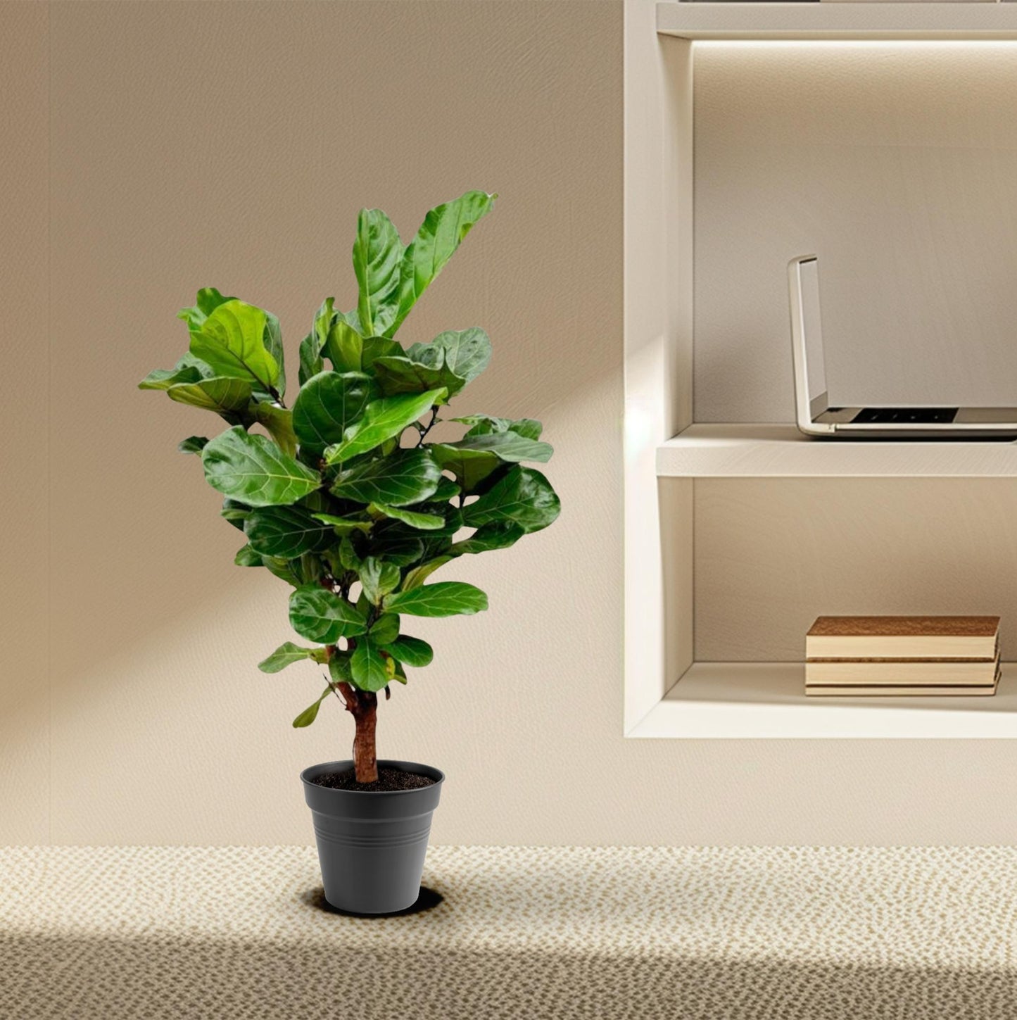 Ficus Lyrata vertakt – Geigenfeige 140-160 cm
