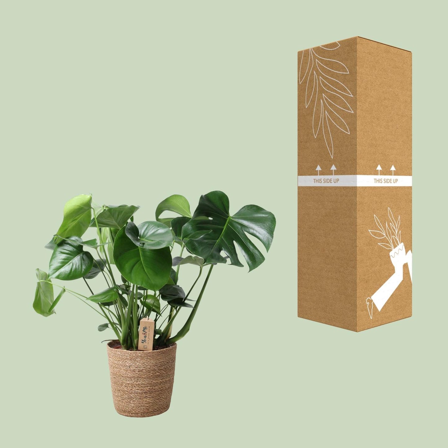 Monstera im Naturkorb – Ø21cm Topf, ca. 60cm hoch