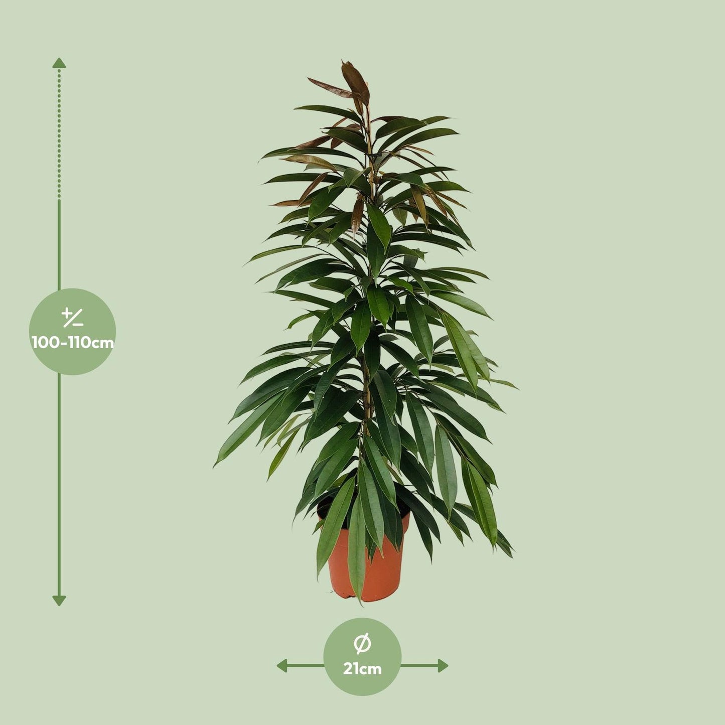 Ficus binnendijkii Amstel King – Pflegenleicht & Elegant Ø21cm