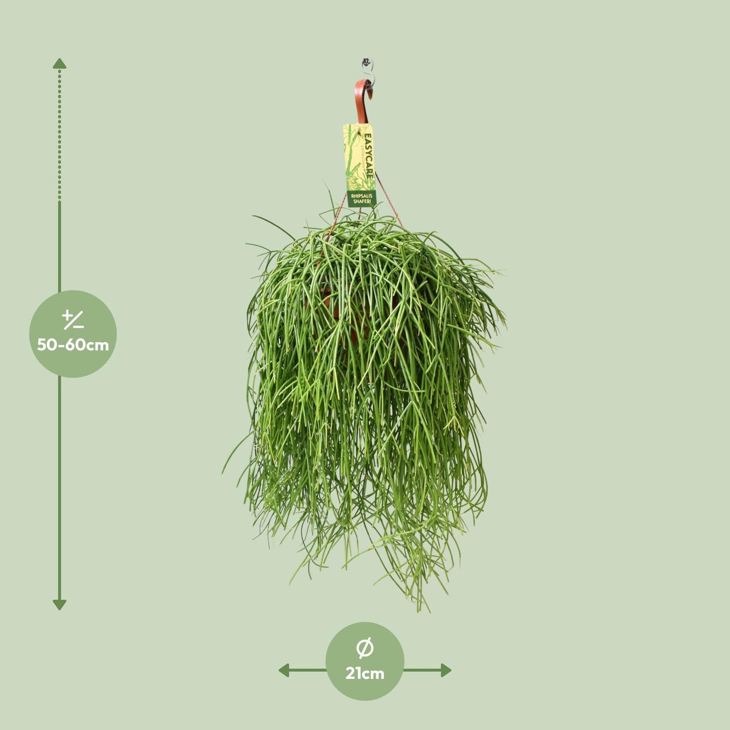 Rhipsalis Baccifera Shaferi – Pflegeleichte Hängepflanze Ø21 cm