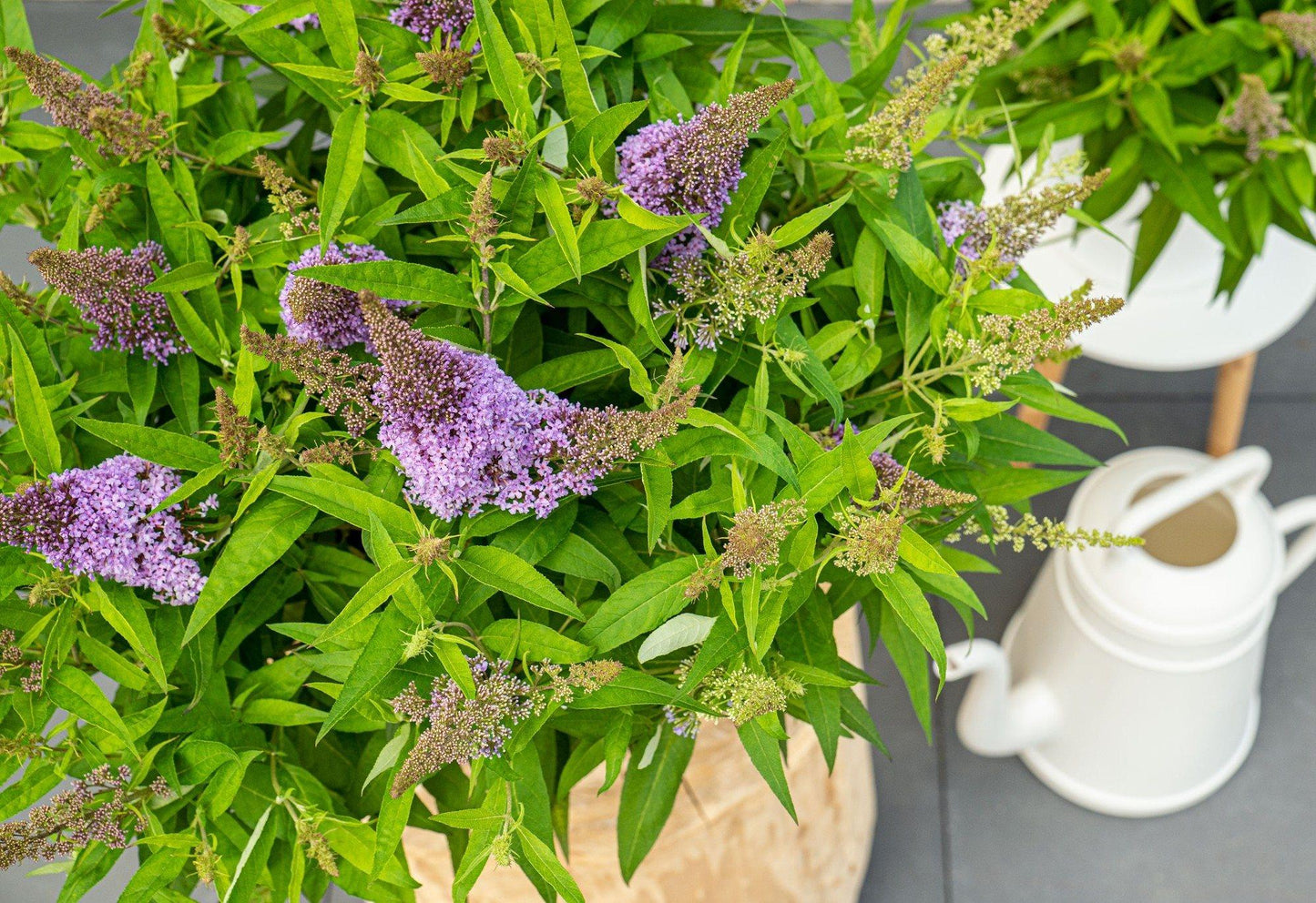 Buddleja dav. 'Butterfly Candy Little Lila' - Ø19cm Topf