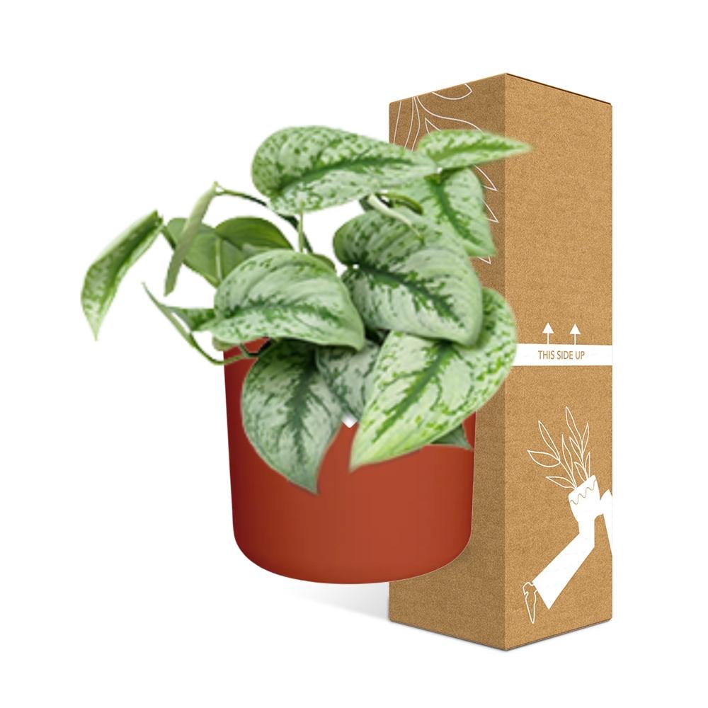 Scindapsus Pictus ‘Trebie’ – pflegeleichter Teufels-Efeu 14cm