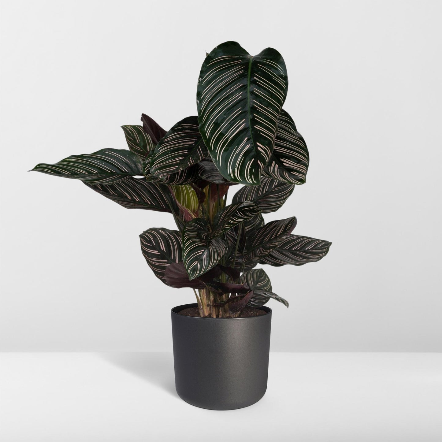 Calathea Ornata – Elegante Zimmerpflanze Ø19cm