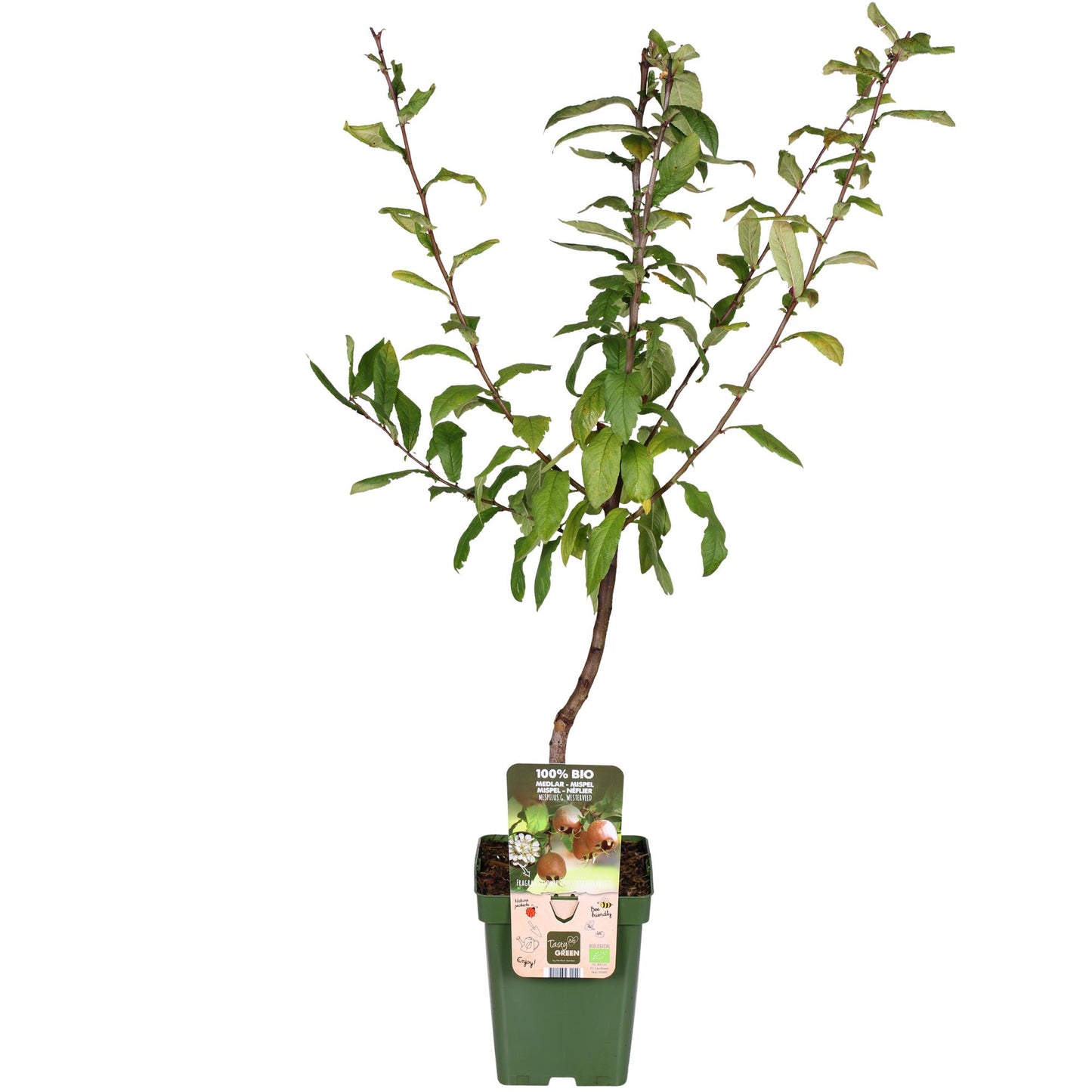 Mispelbaum Mespilus germanica 'Westerfield' Ø23cm, ca. 120cm