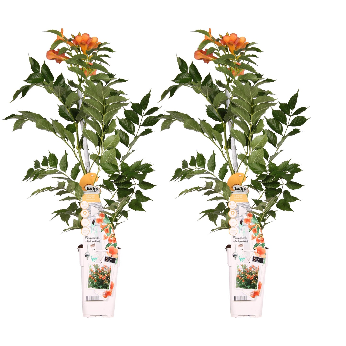 2x Campsis 'Indian Summer' – Pflegeleichte Kletterpflanze Ø15cm