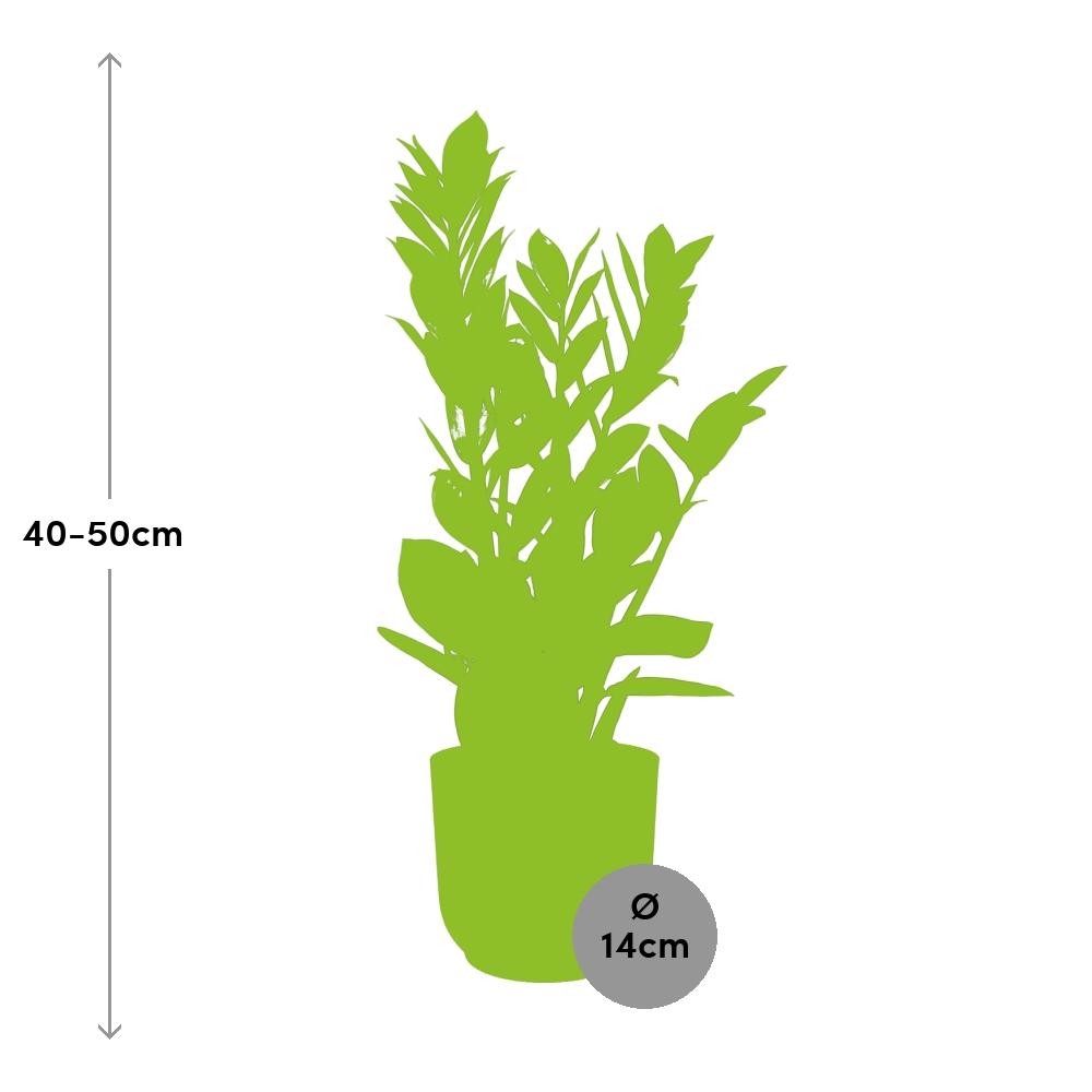 Zamioculcas – Pflegeleichte ZZ-Pflanze im rosa ELHO Vibes Fold Topf