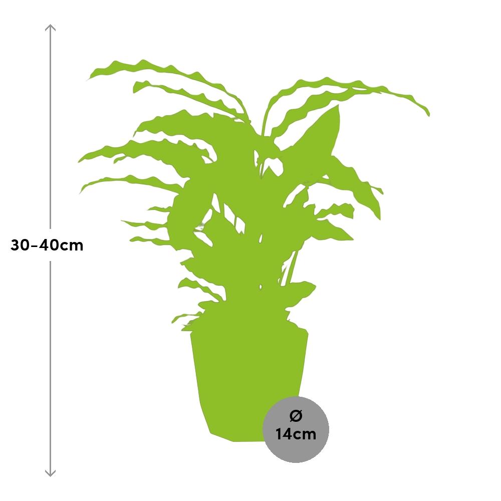 Calathea Rufibarba ‘Tropistar’ – Tropische Zimmerpflanze im schwarzen Topf