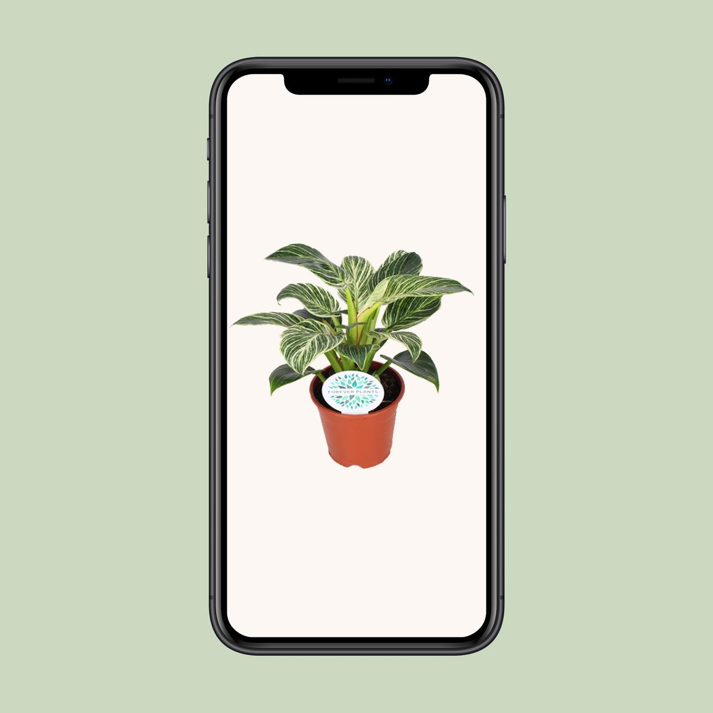 Philodendron Birkin – Elegante, pflegeleichte Zimmerpflanze Ø14cm
