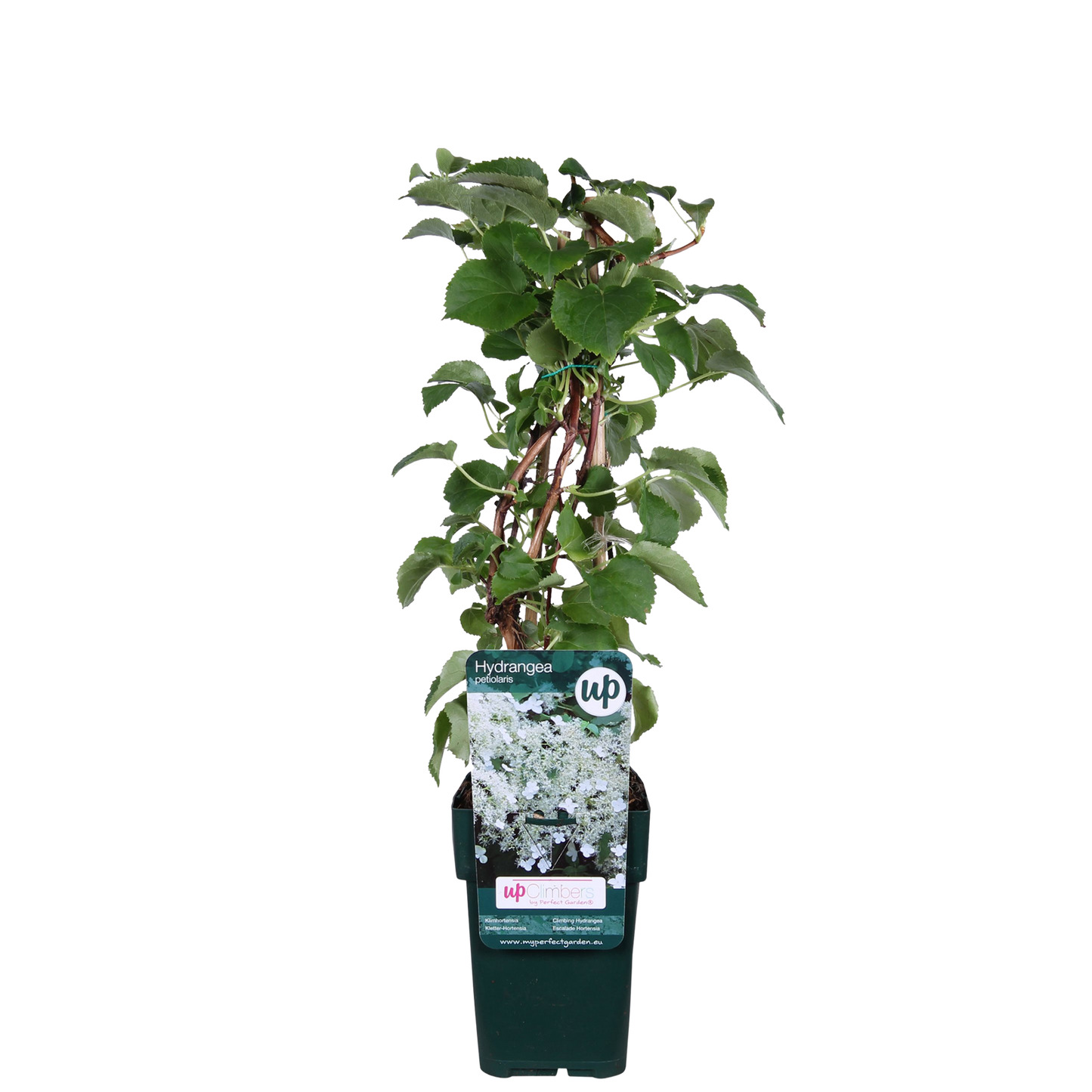 Hydrangea petiolaris – Kletternde Hortensie Ø15cm, ca. 65cm hoch