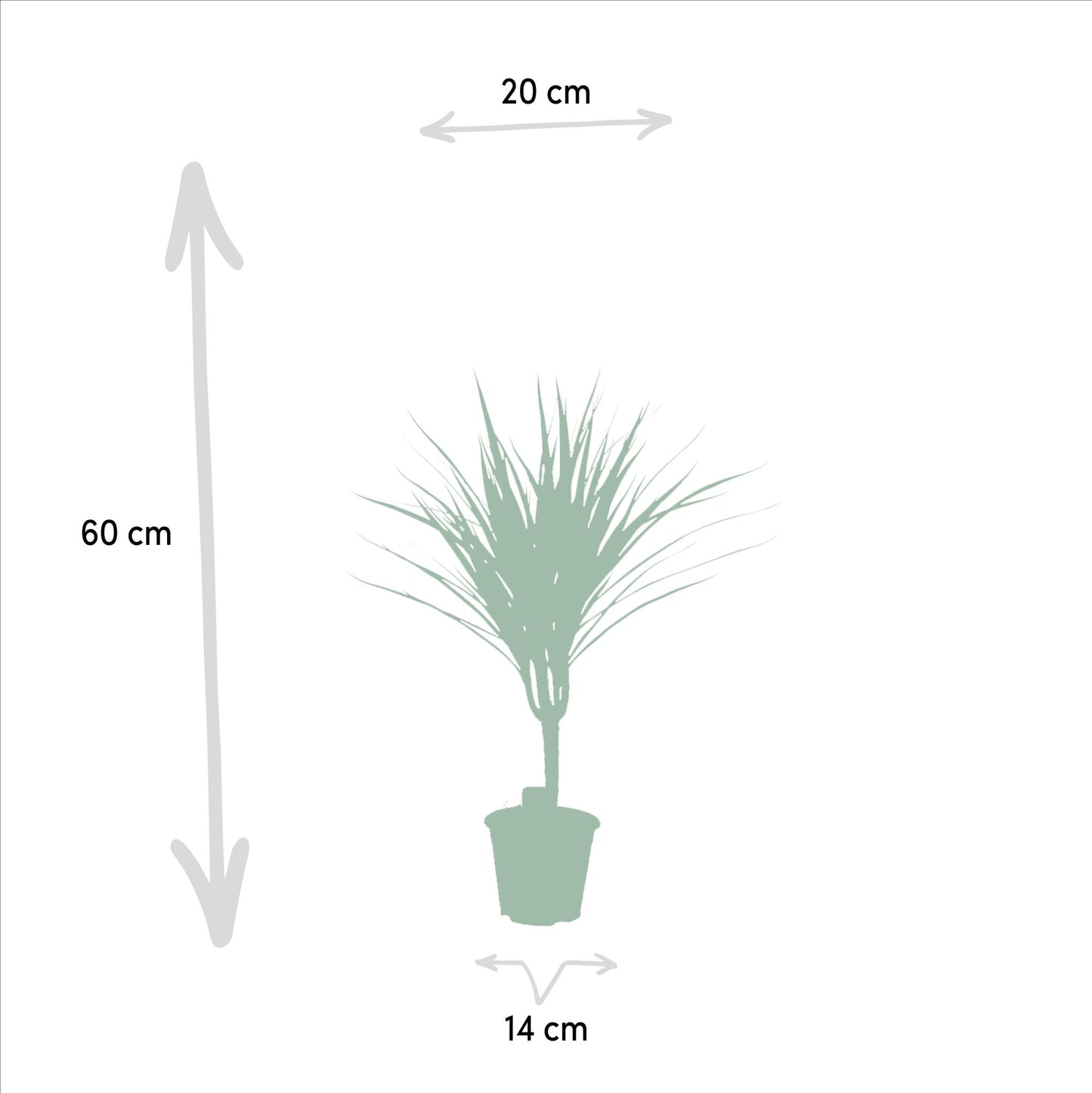 Dracaena Marginata – Pflegeleichter Drachenbaum Ø14cm, 60cm hoch