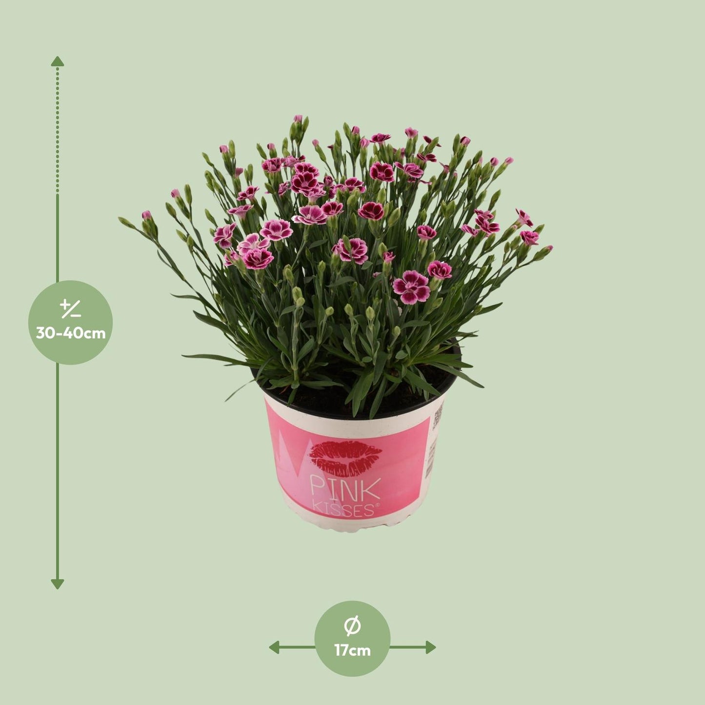 Dianthus Pink Kisses 17 CM © - Ø17cm - ↕40cm
