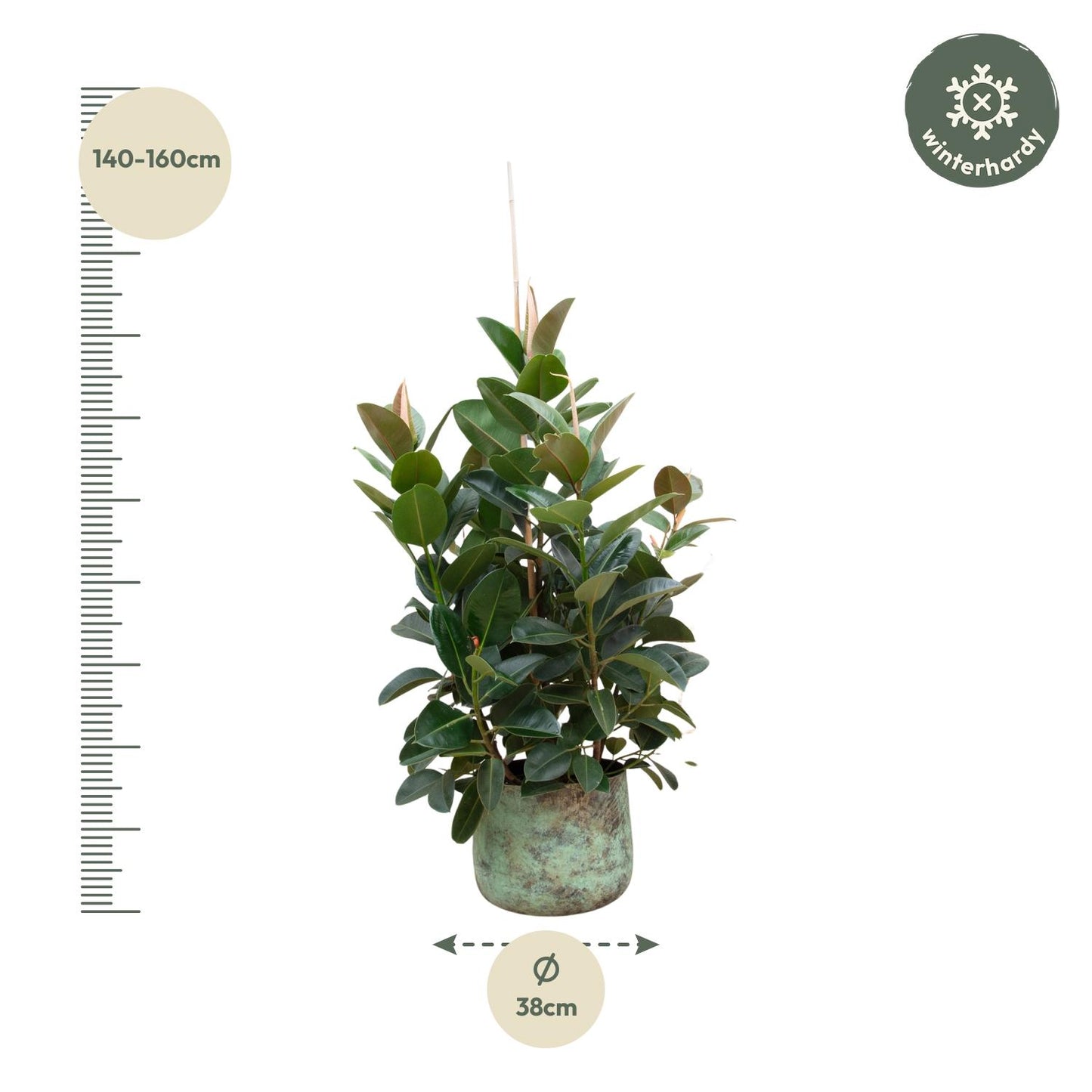 Ficus Robusta vertakt – 150 cm, ø38 cm, pflegeleicht