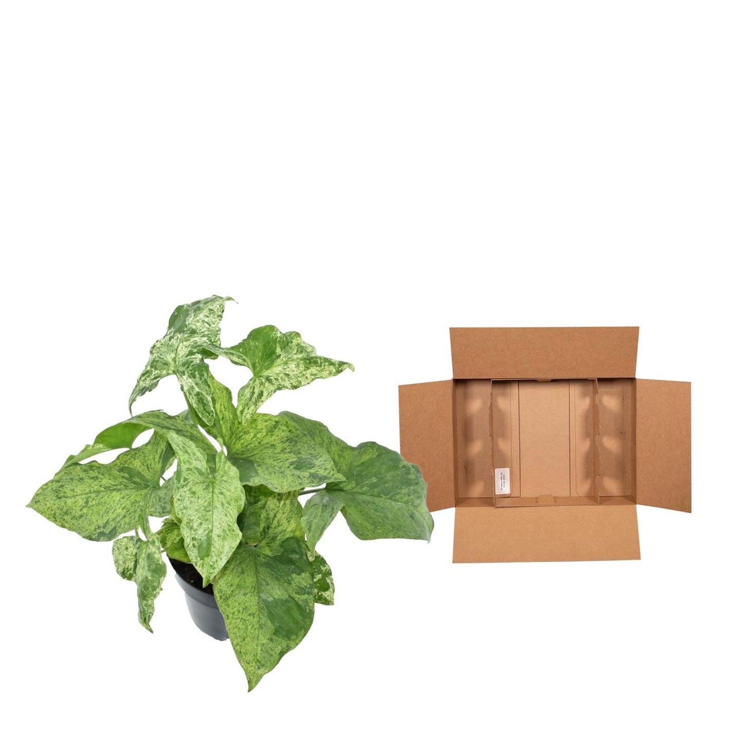 Syngonium Mottled – Pflegeleichte Kletterpflanze 25 cm