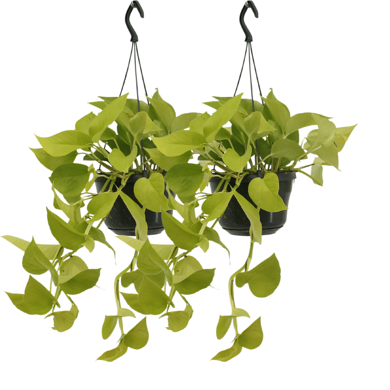 Epipremnum Golden Pothos (Scindapsus) – 2er Set Ø15cm Topf