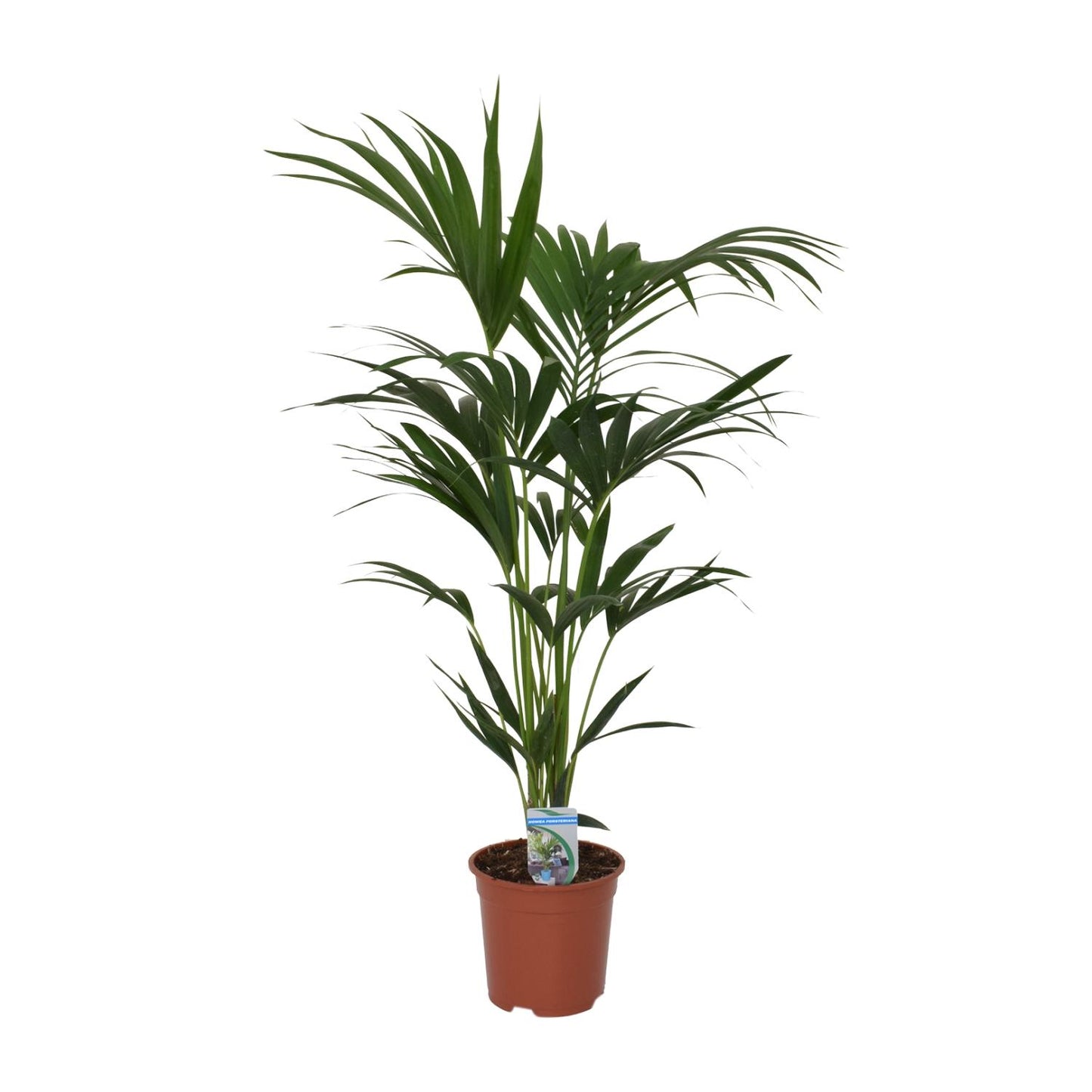 Howea Forsteriana (Kentia-Palme) Ø21cm, 120cm hoch