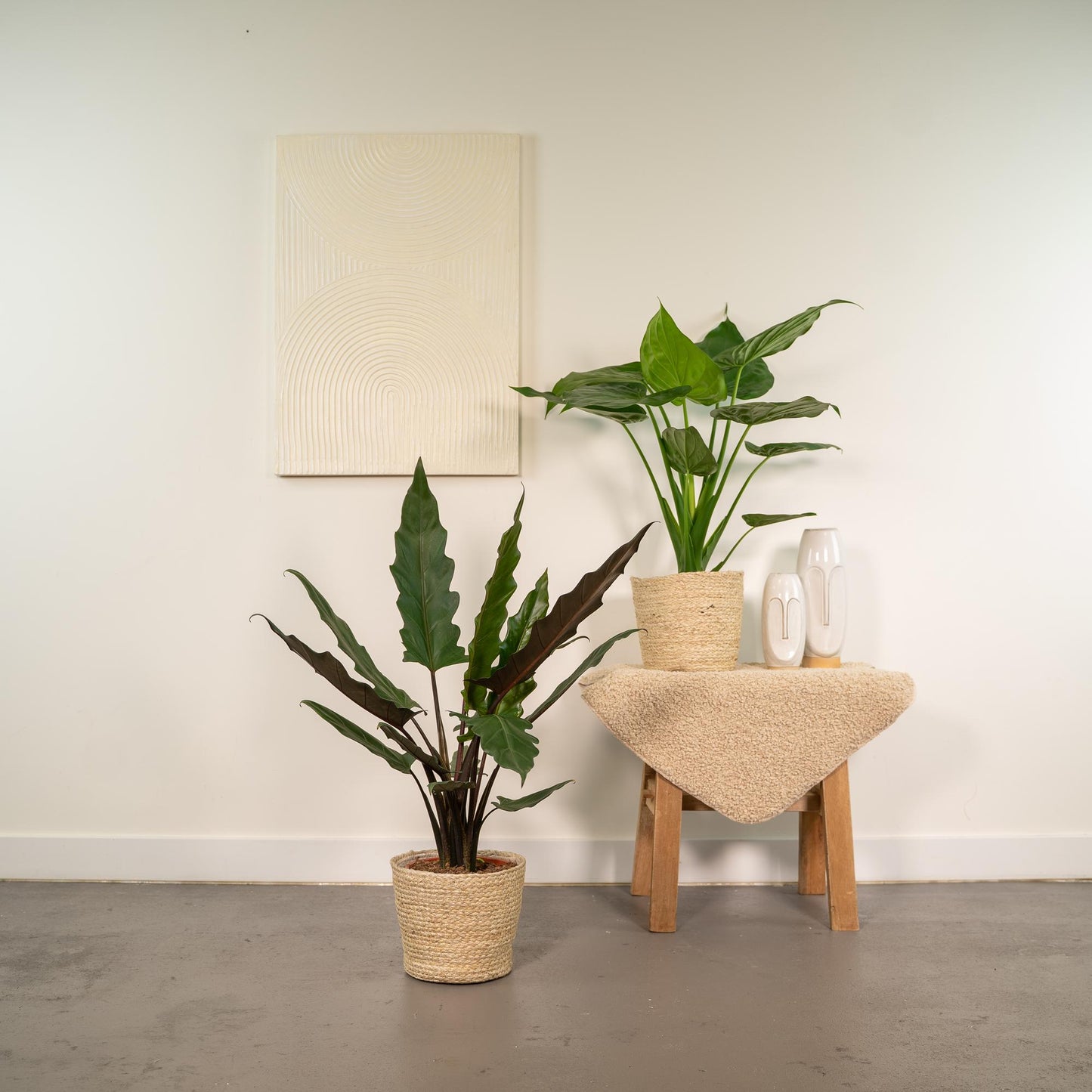 Alocasia Cucullata & Lauterbachiana im Korb Ø19cm