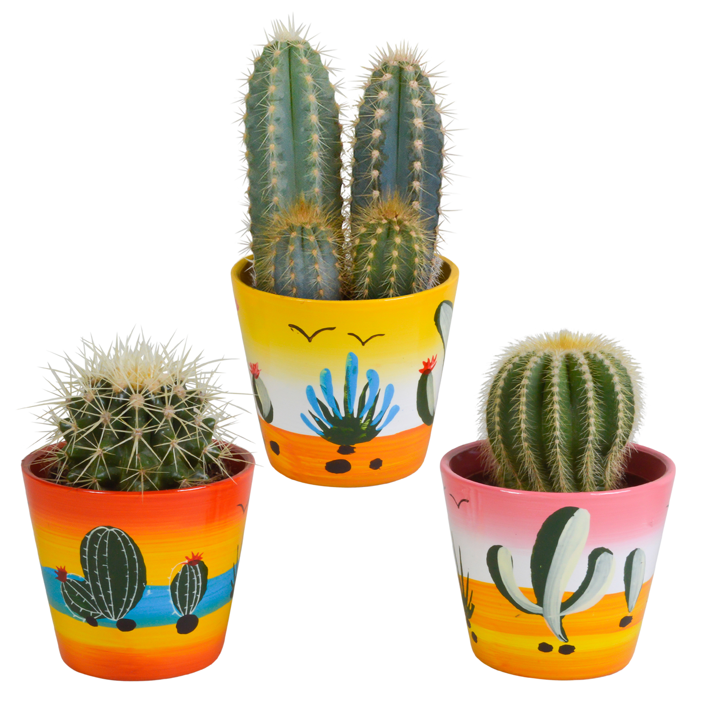 Kakteenmischung 3er Set im handbemalten Mexiko-Topf 8,5 cm