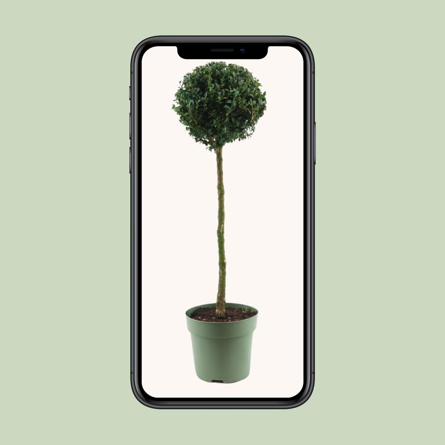 Buxus Semp. Mono-Ball Ø23cm – Eleganter Buchsbaum