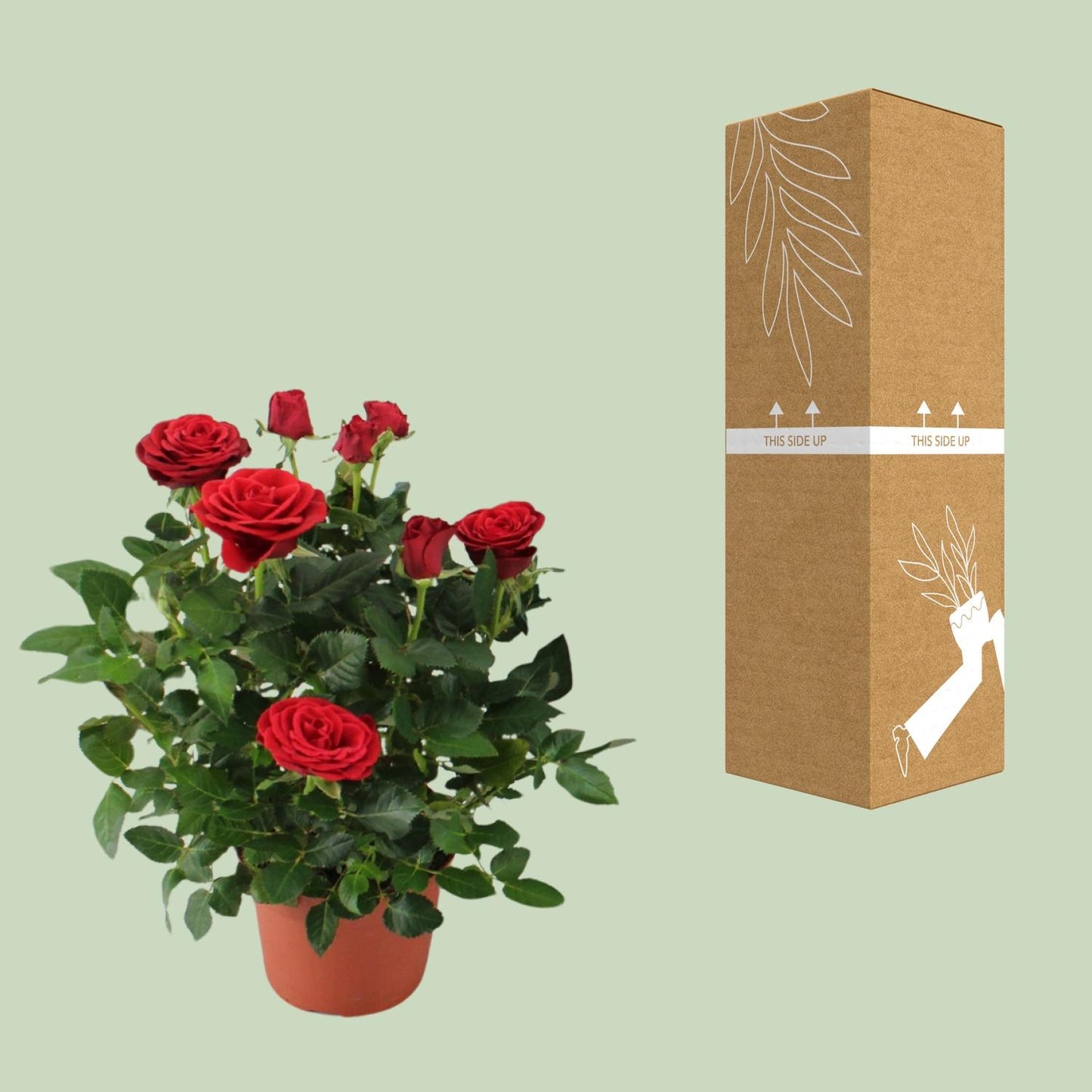 Rosa Red - Pflegeleichte Topfrose Ø12cm, 29cm hoch