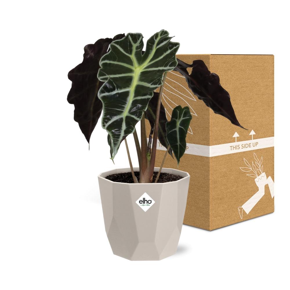 Alocasia ‘Polly’ – Pflegeleichte Elefantenohr-Pflanze im ELHO Topf