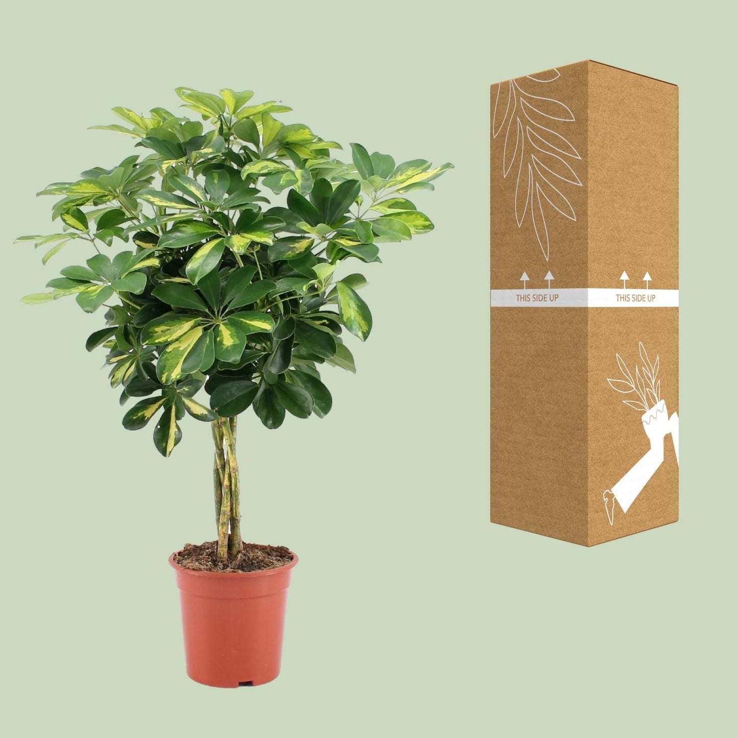 Schefflera Arboricola Gold Capella Ø19cm, 75cm hoch