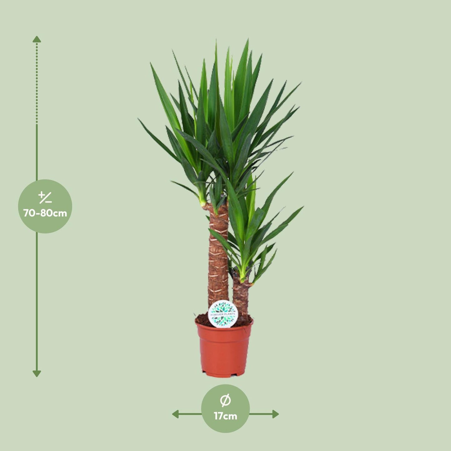 Yucca – Pflegeleichte und luftreinigende Zimmerpflanze Ø17cm