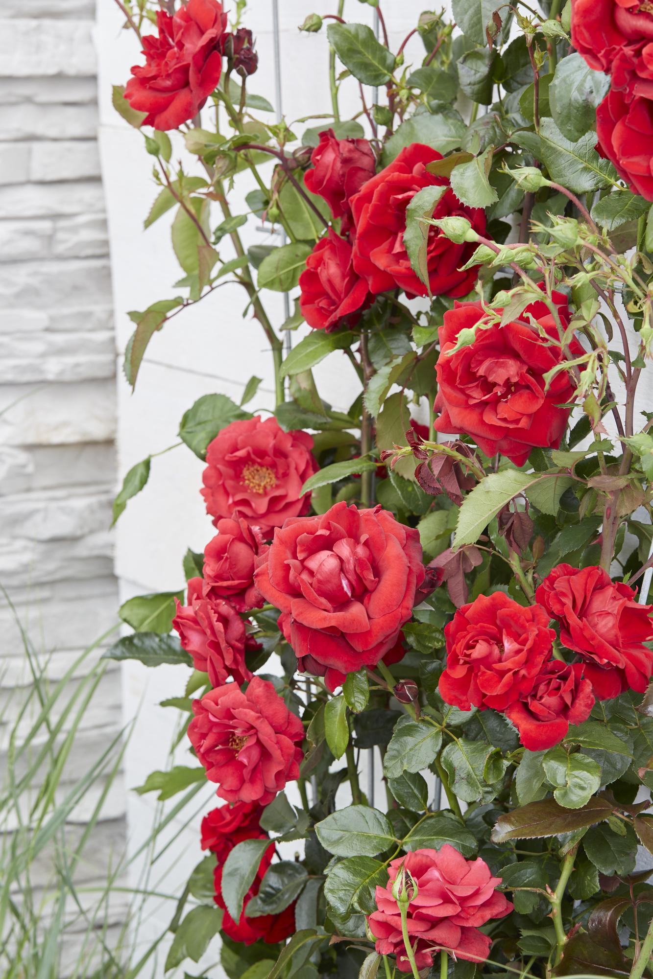 Rosa Crazy in Love 'Red' – Rote Rose Ø15cm, Höhe 65cm