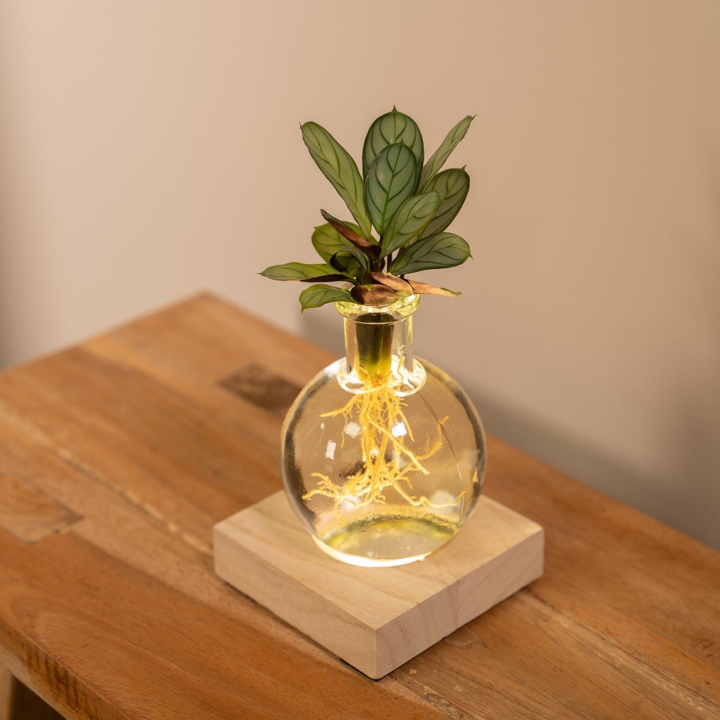 Calathea Hydroponik mit LED-Beleuchtung Ø12cm