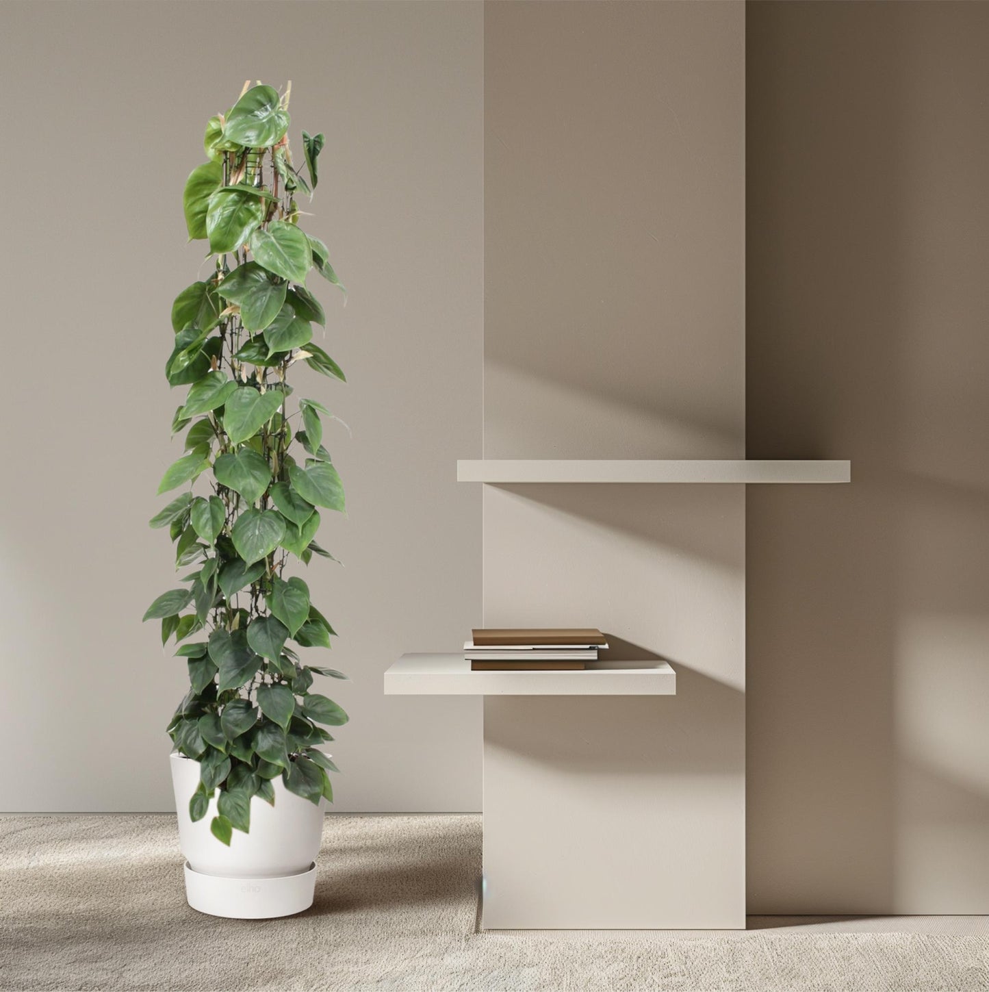 Philodendron Scandens Gaasrek – 160 cm, ø27 cm, pflegeleicht