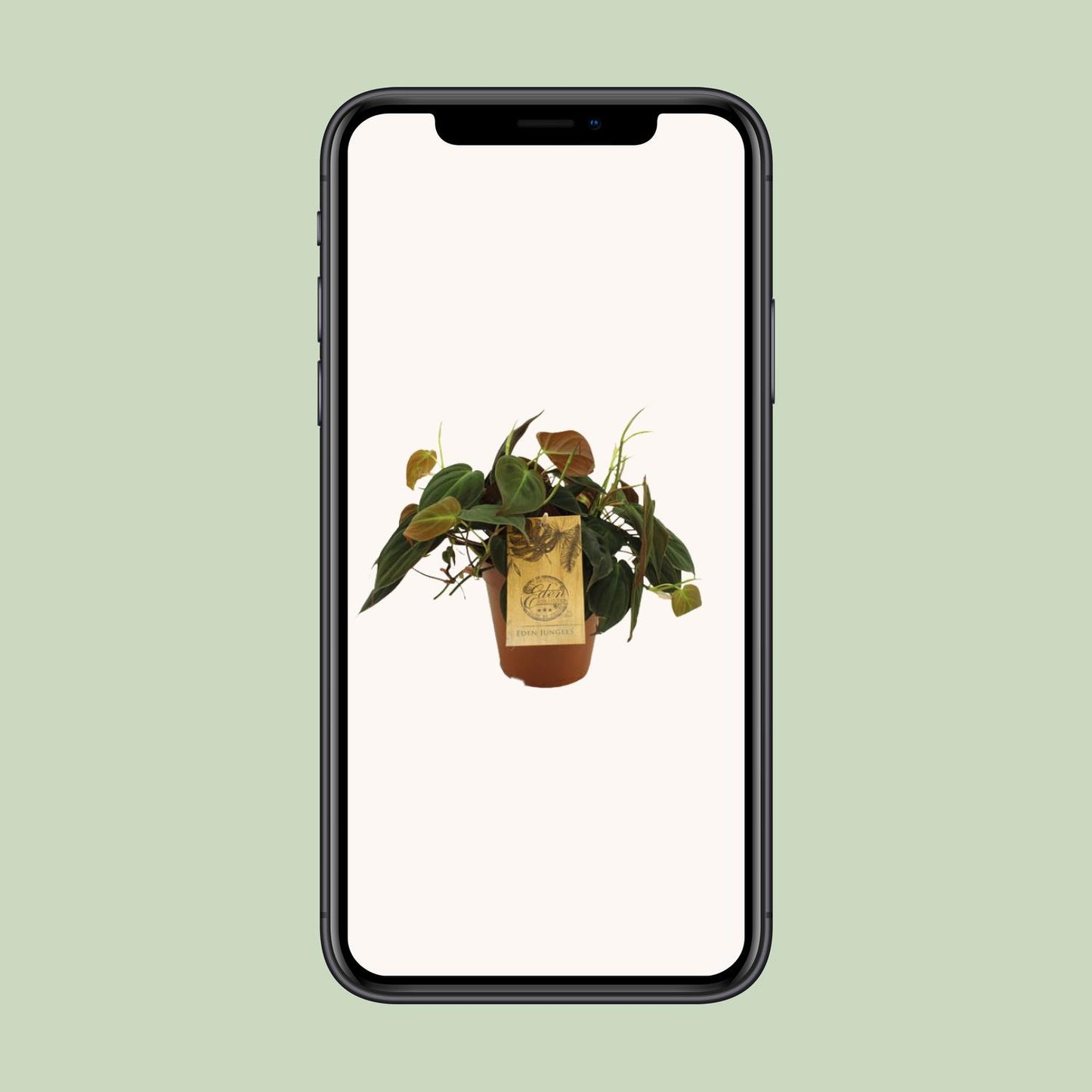 Philodendron Micans – Pflegeleichte Zimmerpflanze Ø15cm